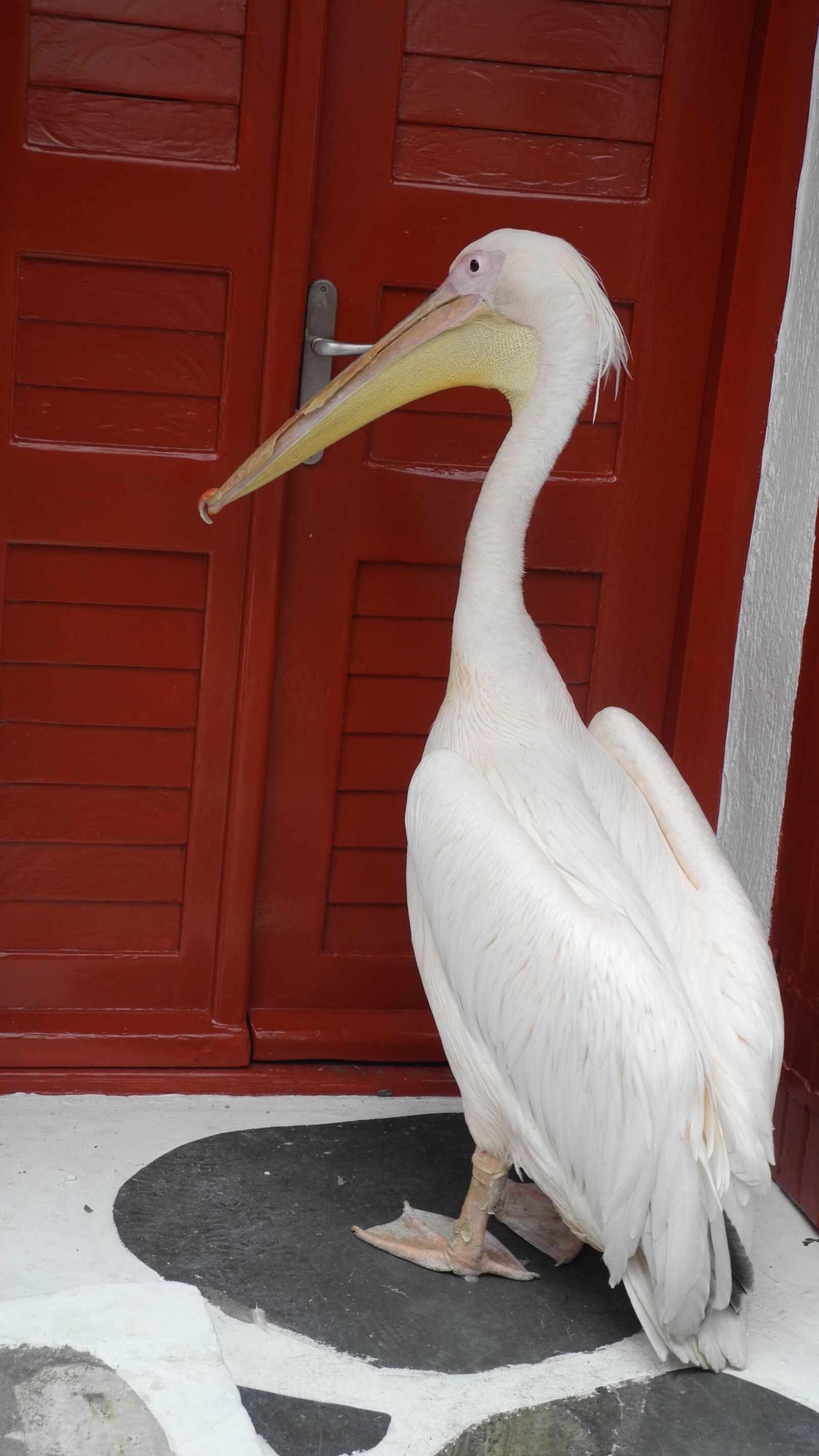 Nikon Coolpix P7000 sample photo. Pelikan, bird, animal photography