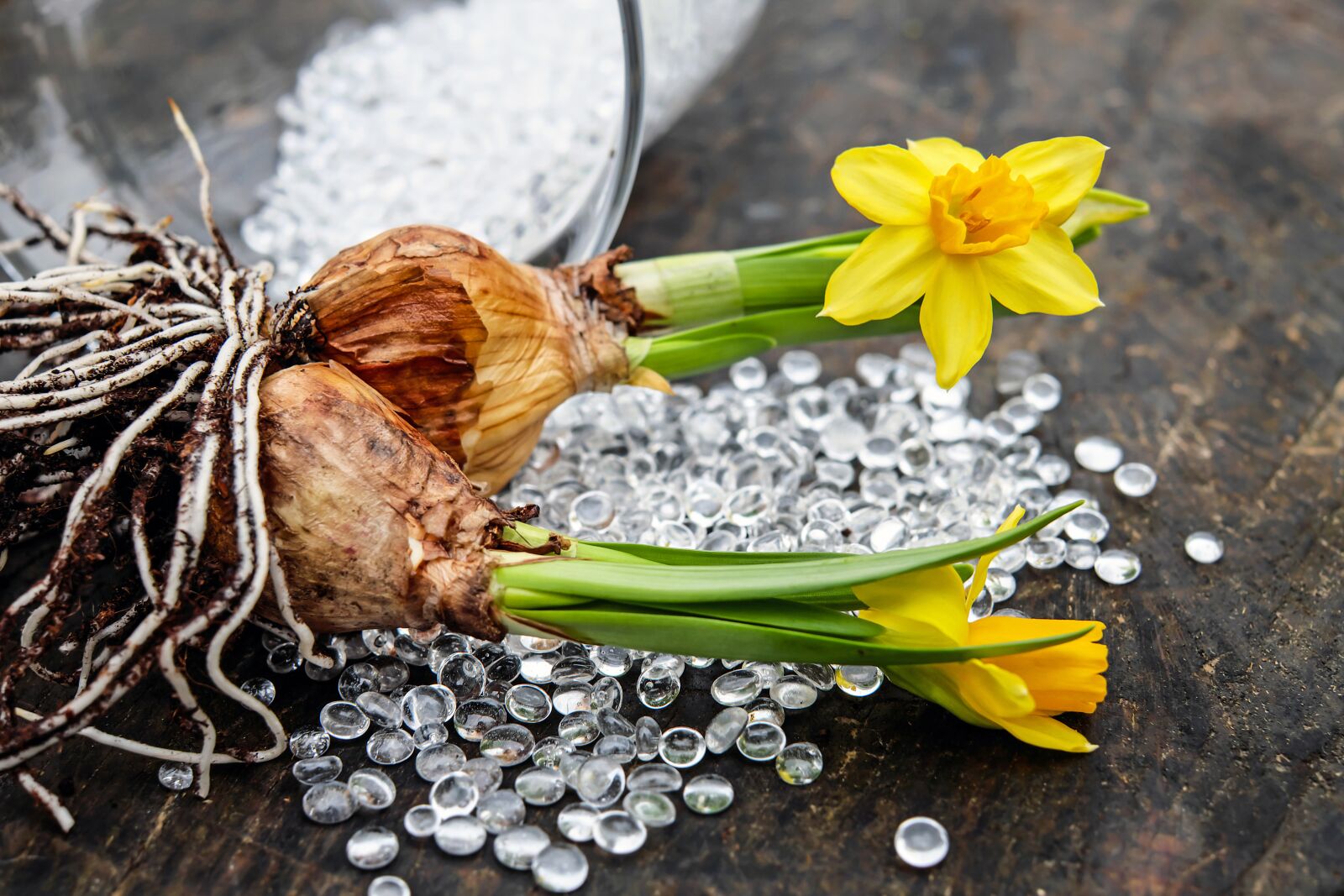 Fujifilm X-T10 + Fujifilm XF 35mm F1.4 R sample photo. Daffodils, flowers, blossom photography