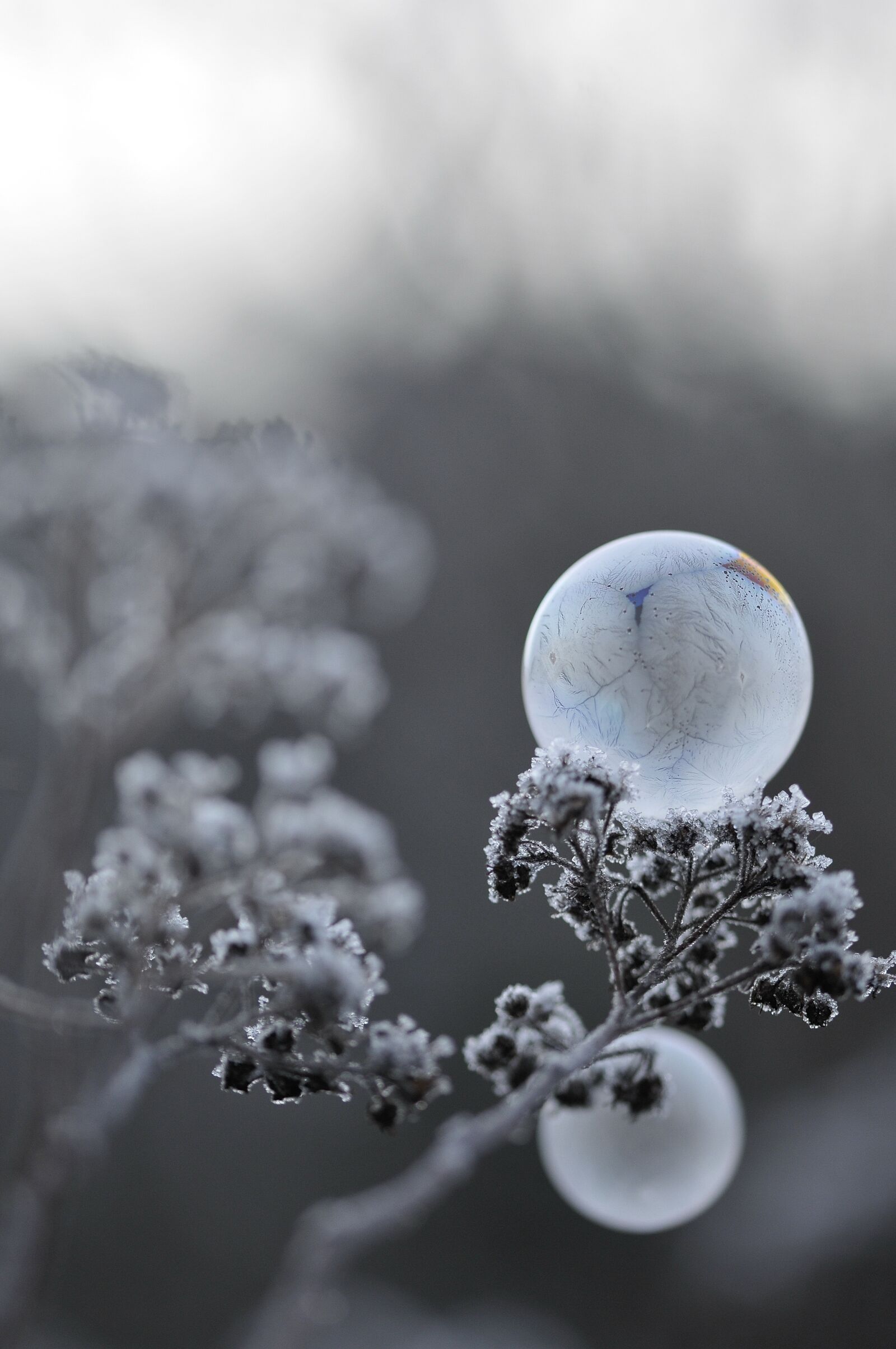 Nikon D300 sample photo. Bubbles, soap, frosted photography