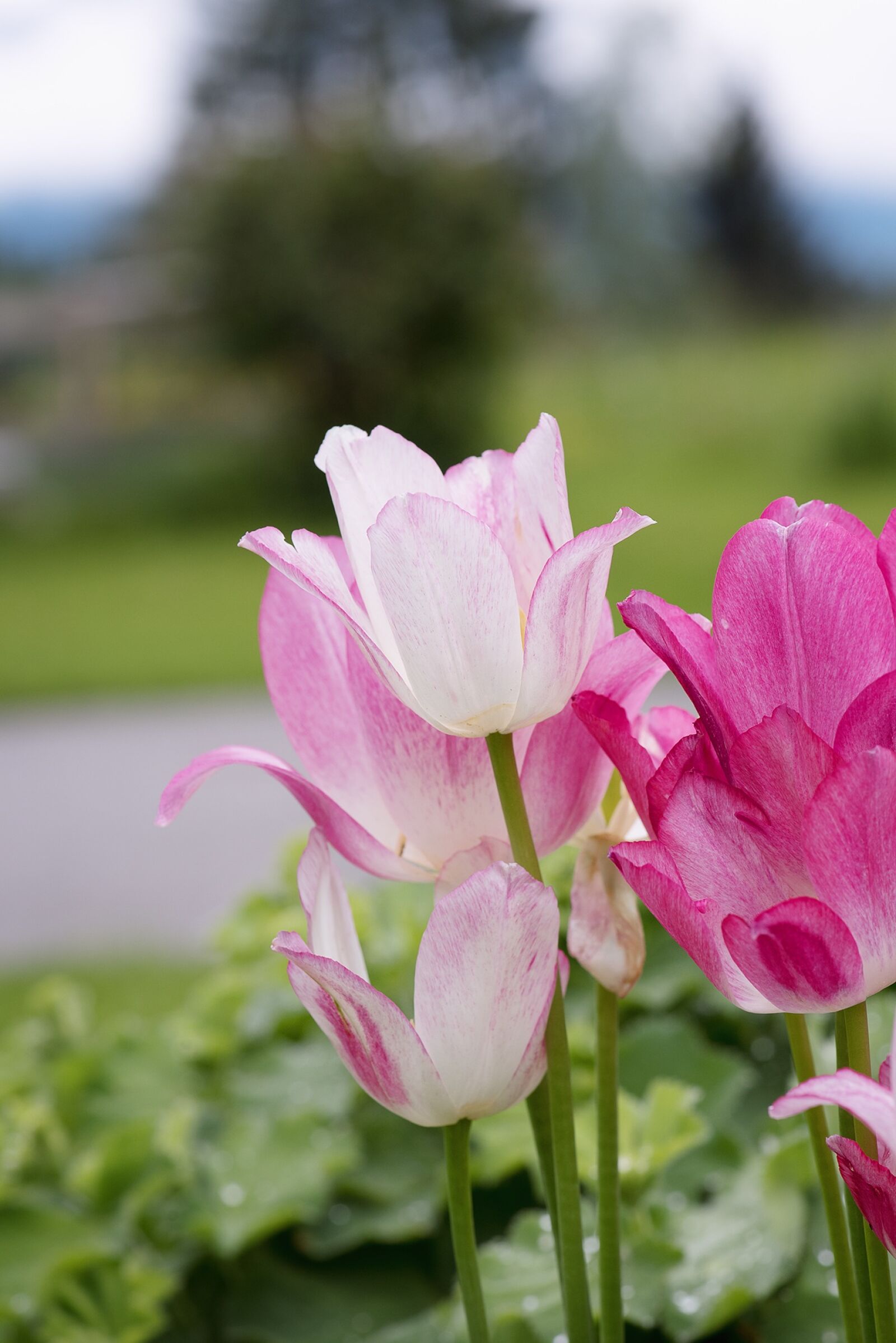 Nikon D750 sample photo. Tulips, pink, garden photography