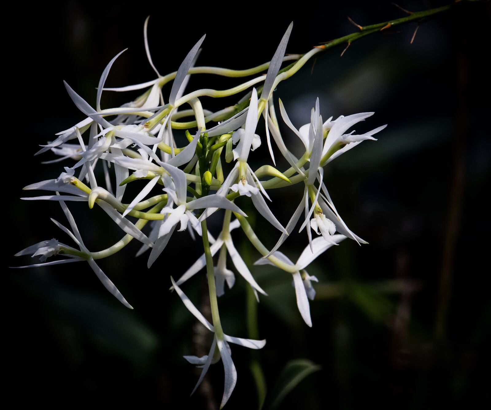 Canon EF-S 55-250mm F4-5.6 IS STM sample photo. Orchid, flower, plant photography