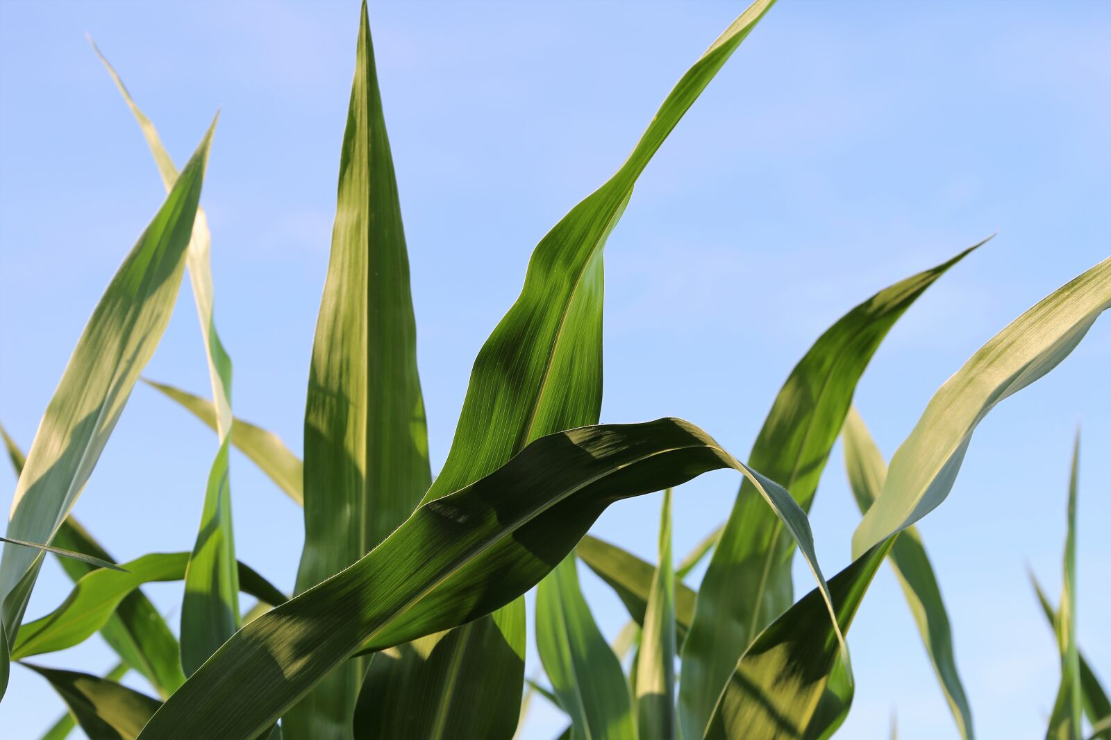 Canon EF 24-105mm F3.5-5.6 IS STM sample photo. Agriculture, corn, plant photography