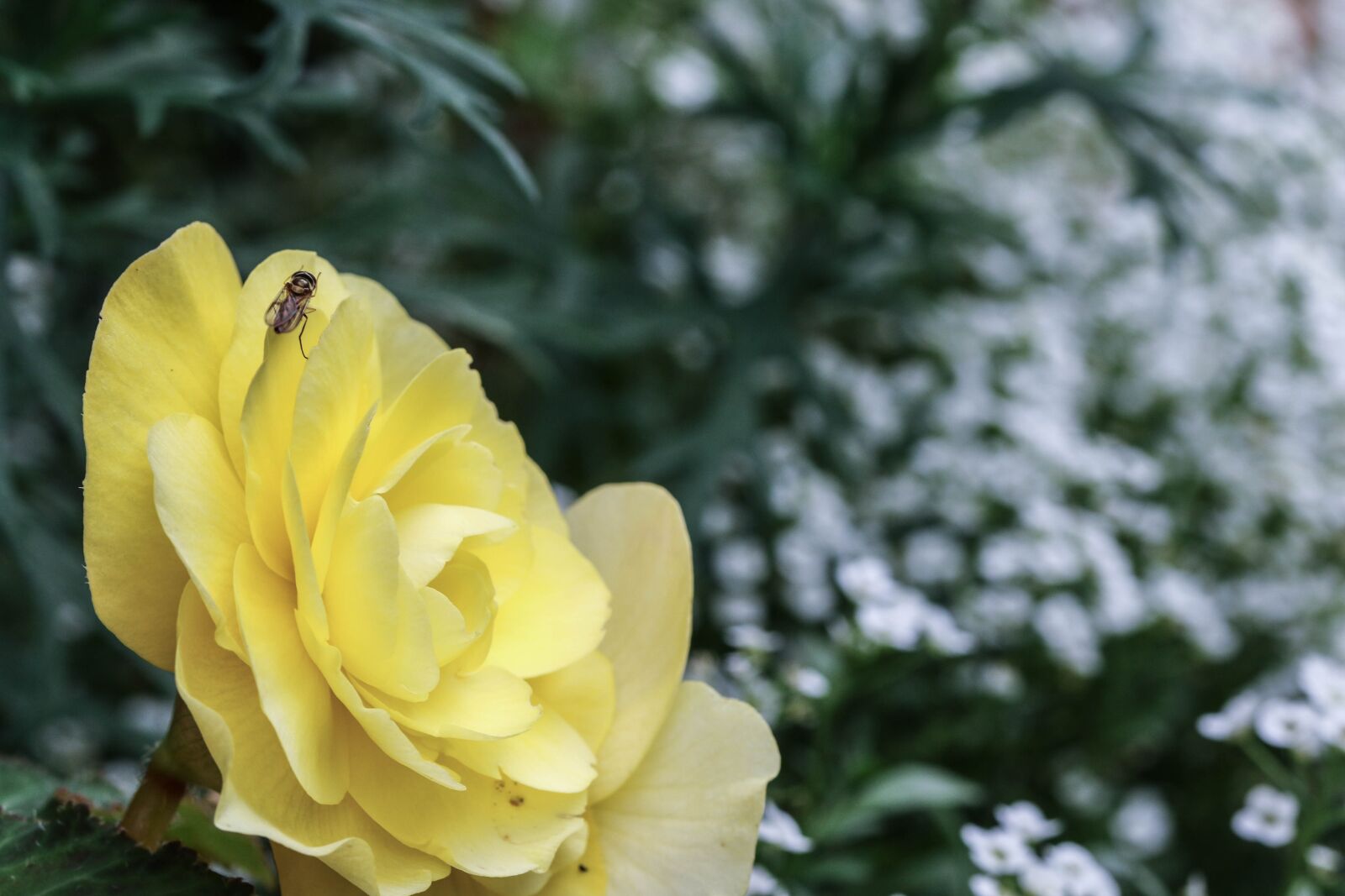 Canon EOS 7D Mark II sample photo. Flower, rose, insect photography