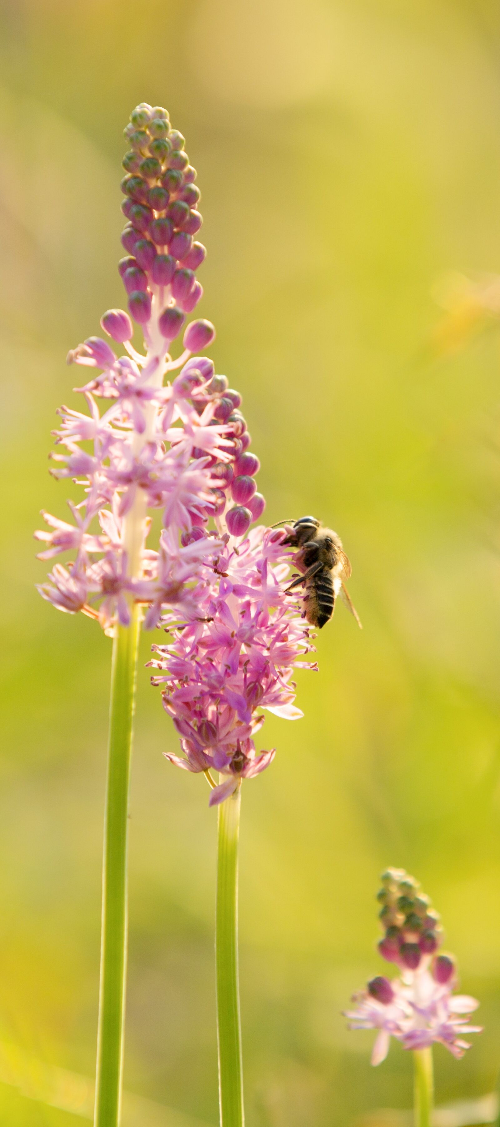 Canon EOS 5D Mark III sample photo. Flower, bee, insect photography