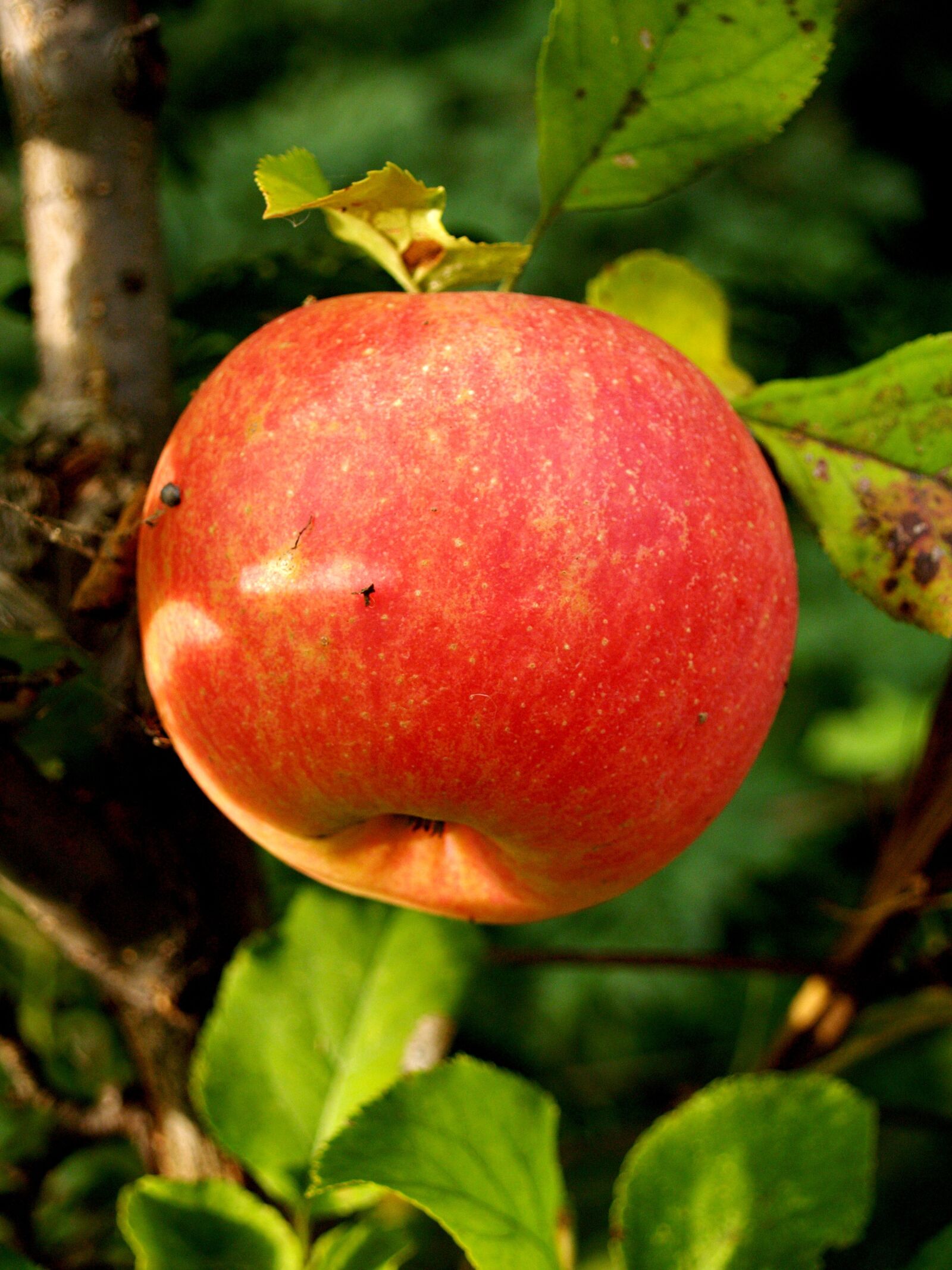 Olympus E-300 (EVOLT E-300) sample photo. Apple, fruit, autumn photography