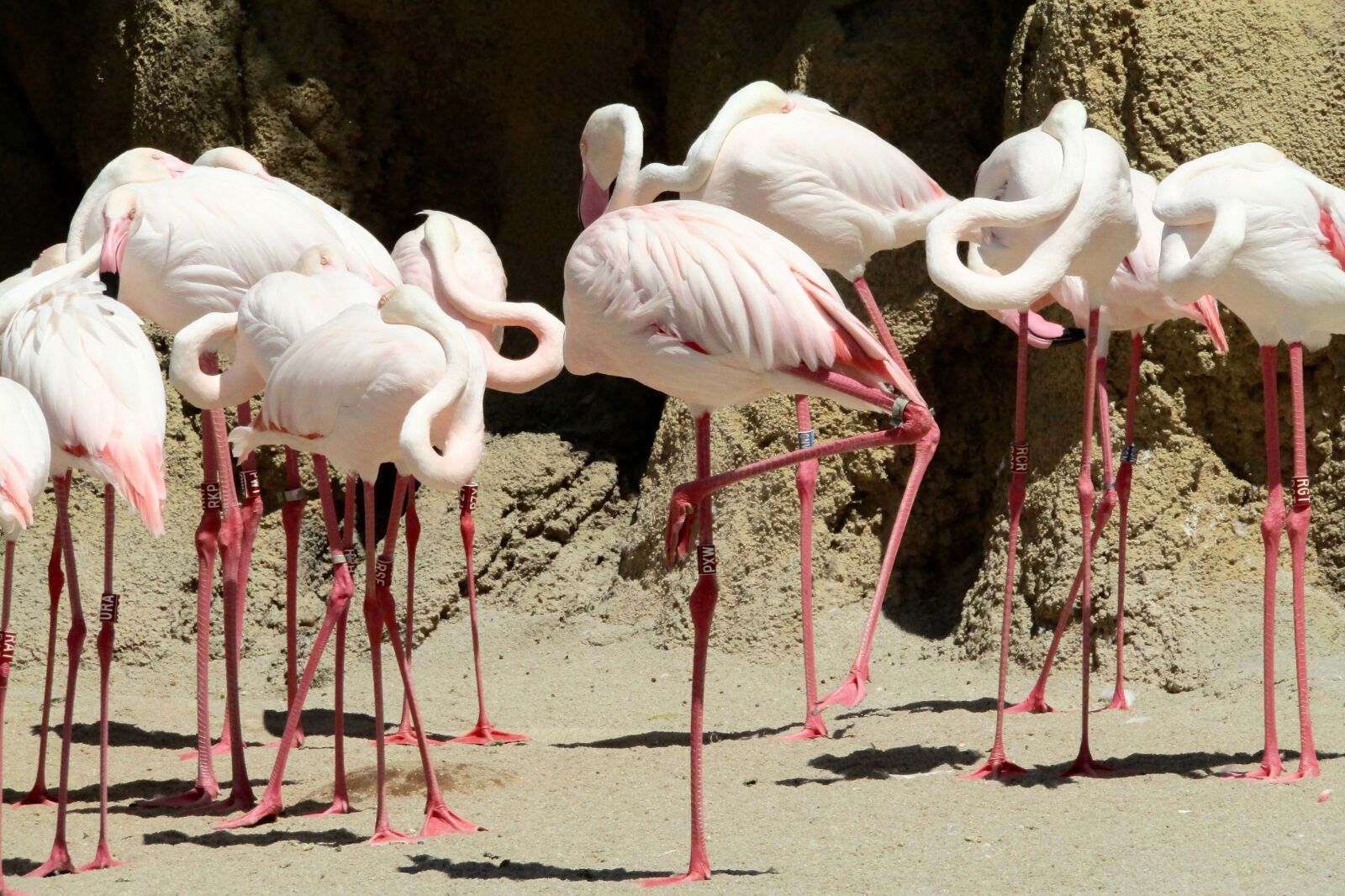 Canon PowerShot SX410 IS sample photo. Pink flamingo, bird pink photography