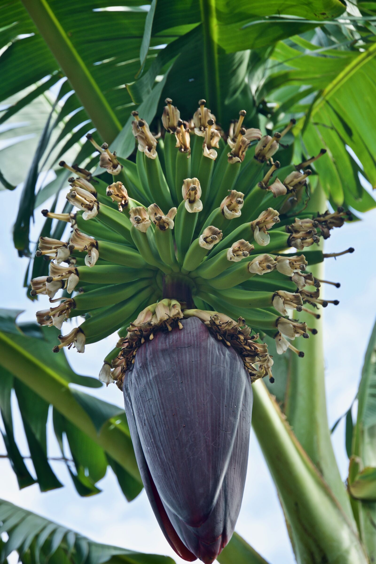 Sony E 18-135mm F3.5-5.6 OSS sample photo. Banana, fruit, tree photography