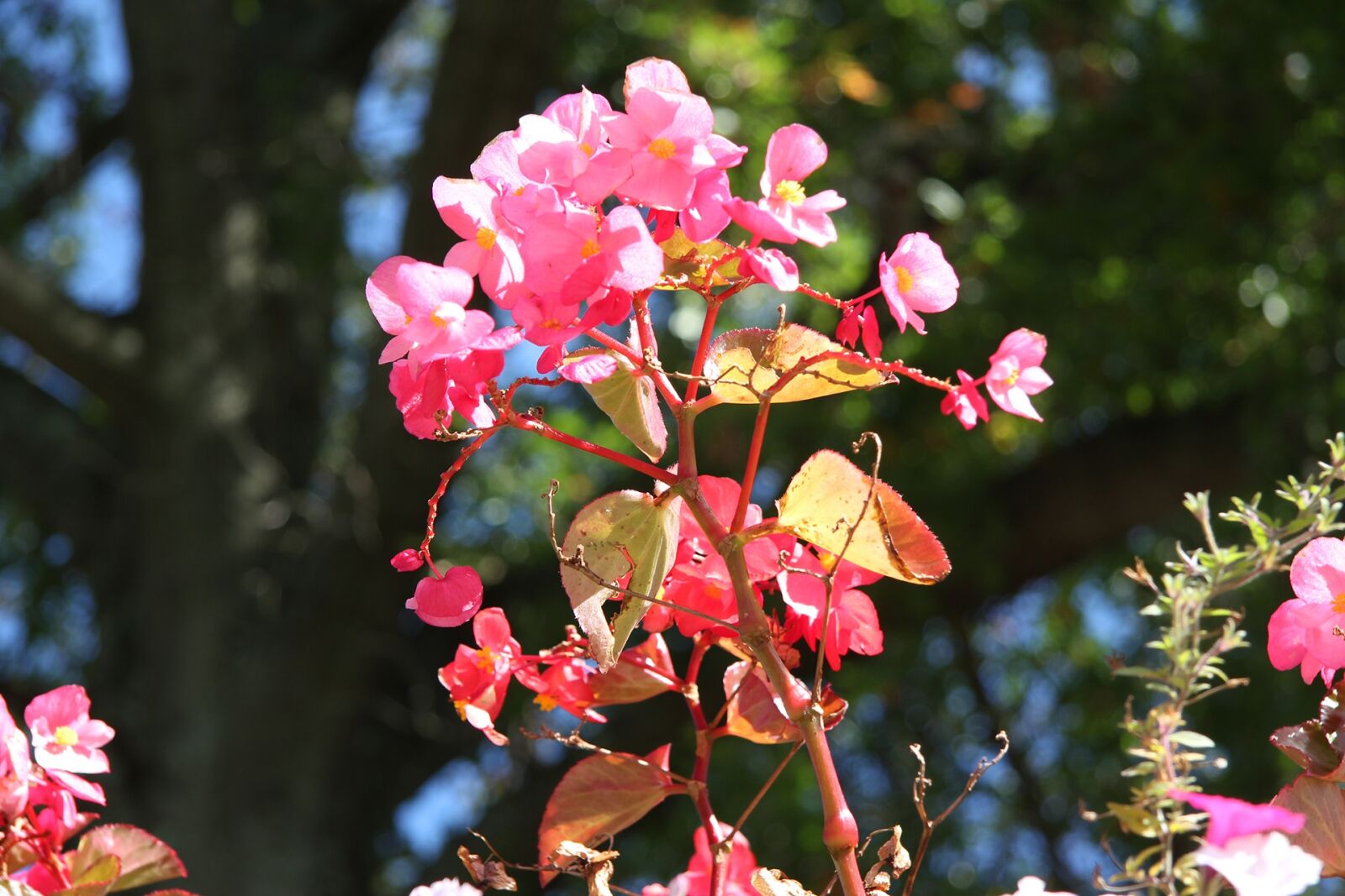 Canon EOS 550D (EOS Rebel T2i / EOS Kiss X4) sample photo. Flowers, pink flowers, blossom photography