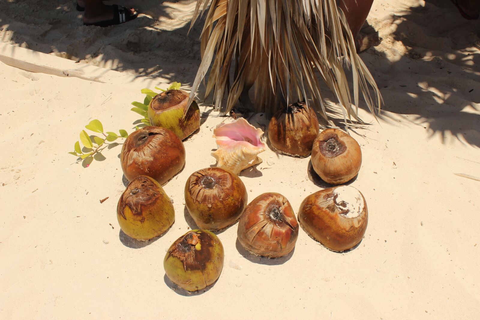 Canon EOS 600D (Rebel EOS T3i / EOS Kiss X5) sample photo. Coconut, water, sand photography
