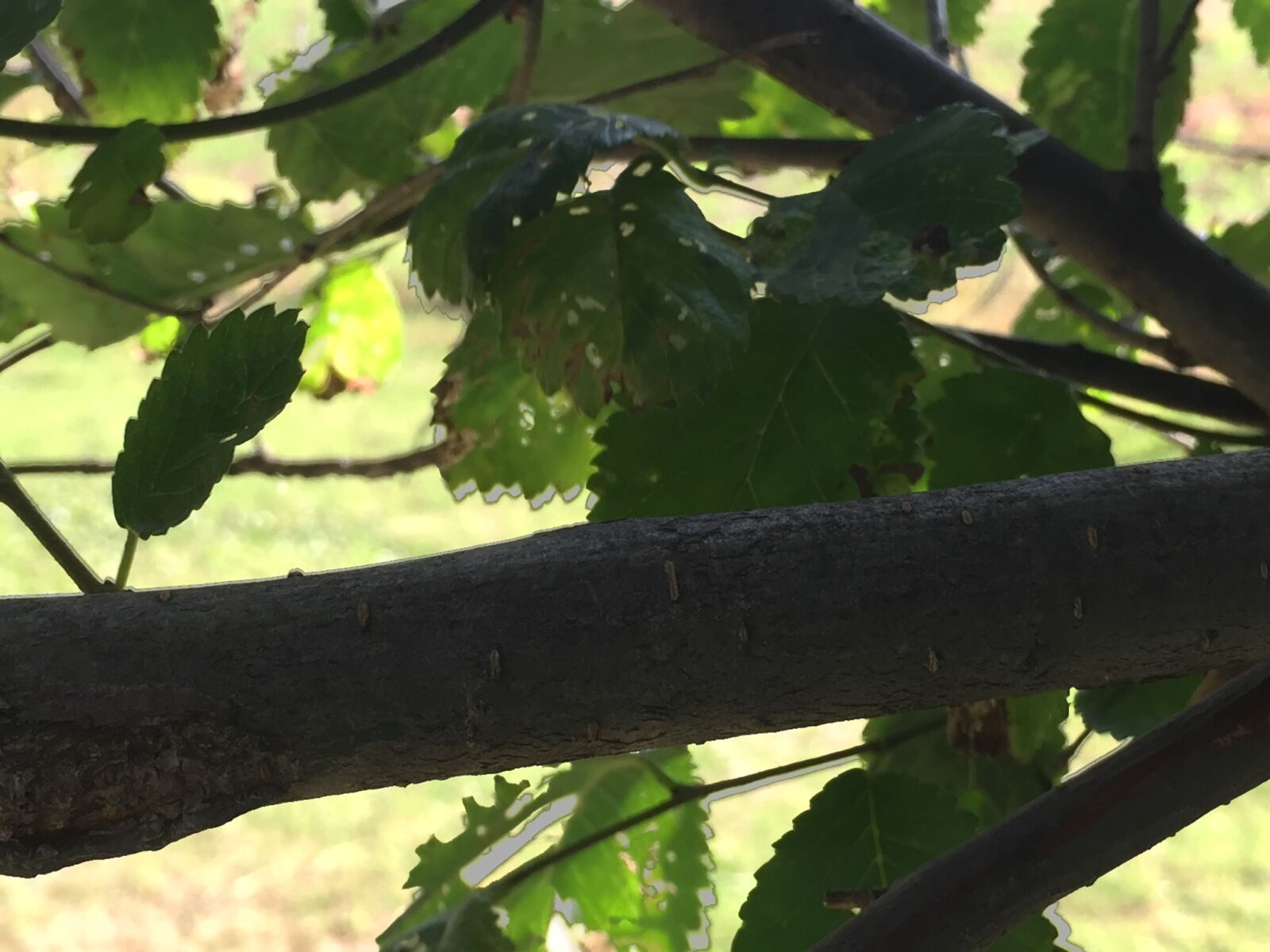 iPhone 6 back camera 4.15mm f/2.2 sample photo