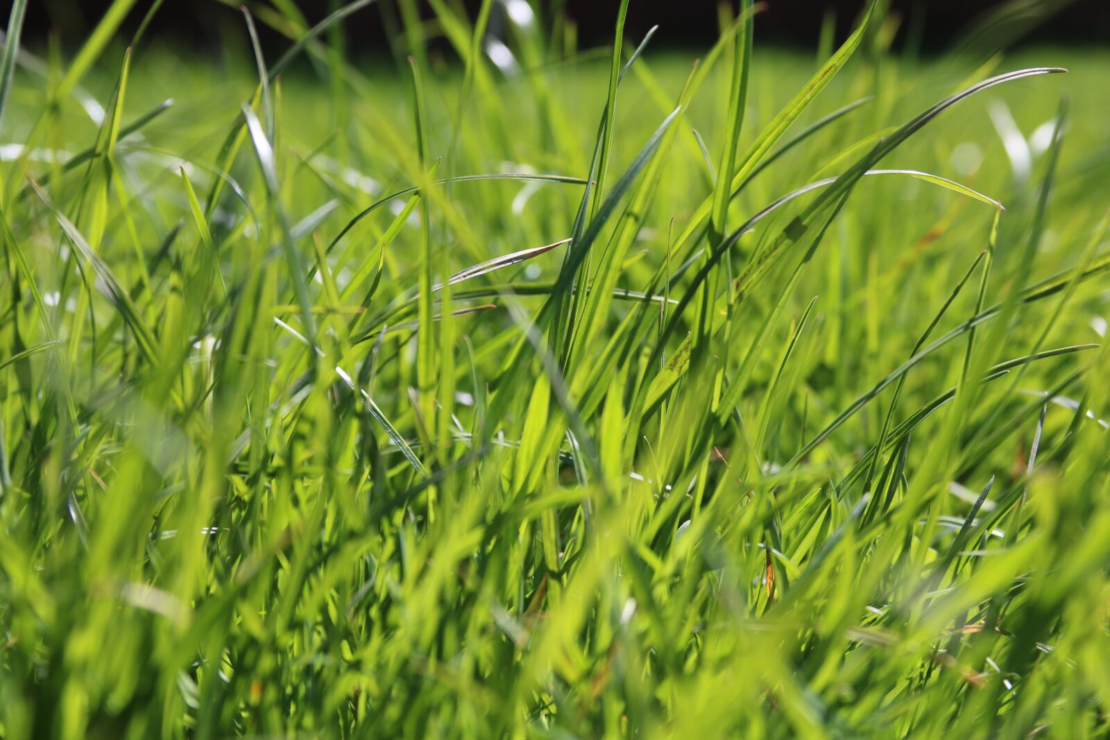 Canon EOS 750D (EOS Rebel T6i / EOS Kiss X8i) + Canon EF 28-135mm F3.5-5.6 IS USM sample photo. Grass, green, spring photography