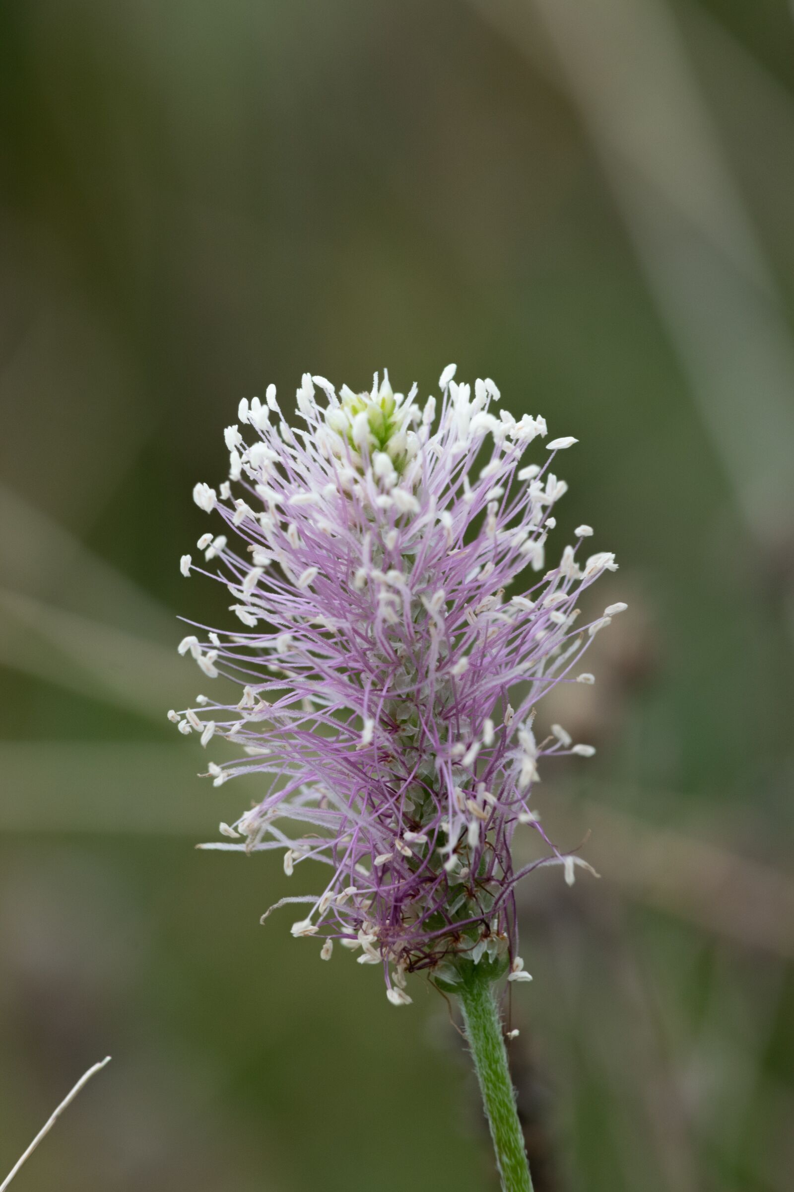 Nikon D3300 sample photo. Flower, nice, blooms at photography