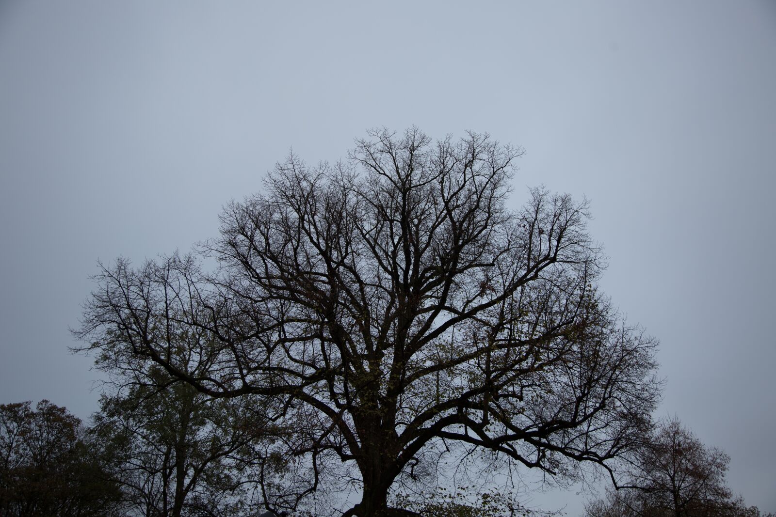 Canon EF 24-105mm F4L IS USM sample photo. Tree, dark, trees photography