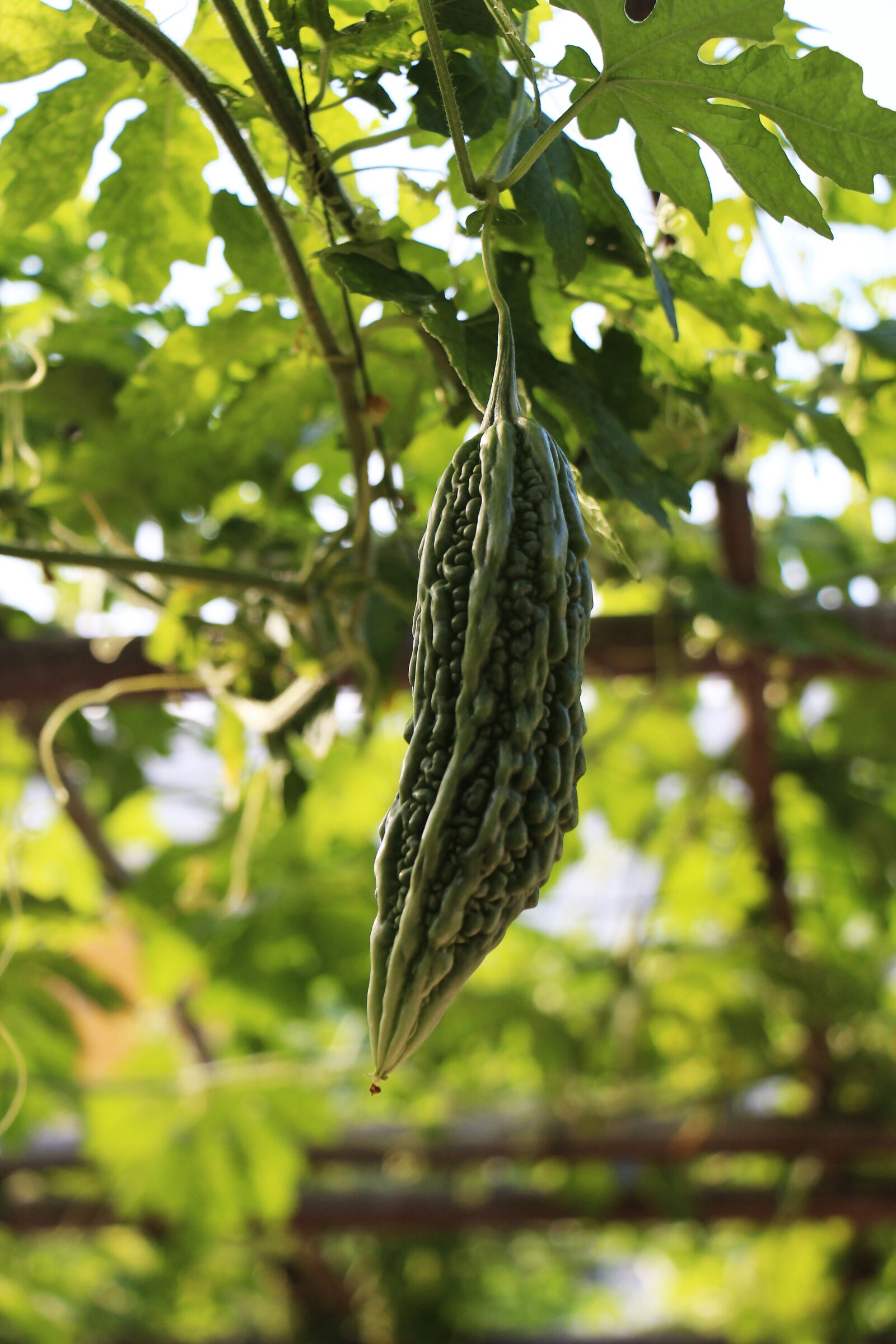 Canon EOS 700D (EOS Rebel T5i / EOS Kiss X7i) sample photo. Vegetable, sustainable, garden photography
