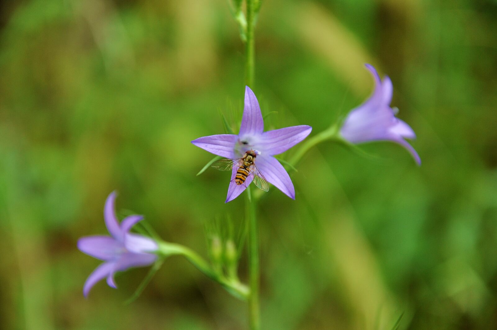 Nikon D90 sample photo. Flower, insect, spring flowers photography