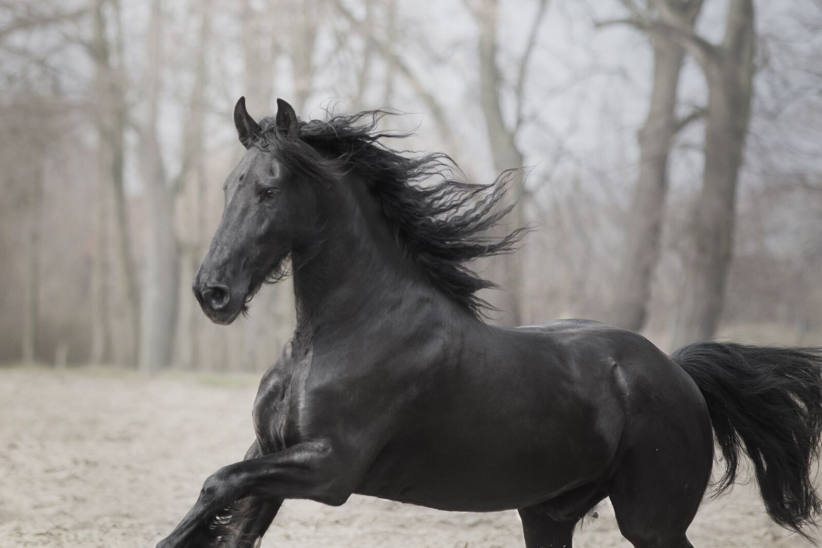 Canon EF 70-200mm F2.8L USM sample photo. Horse, animal, nature photography