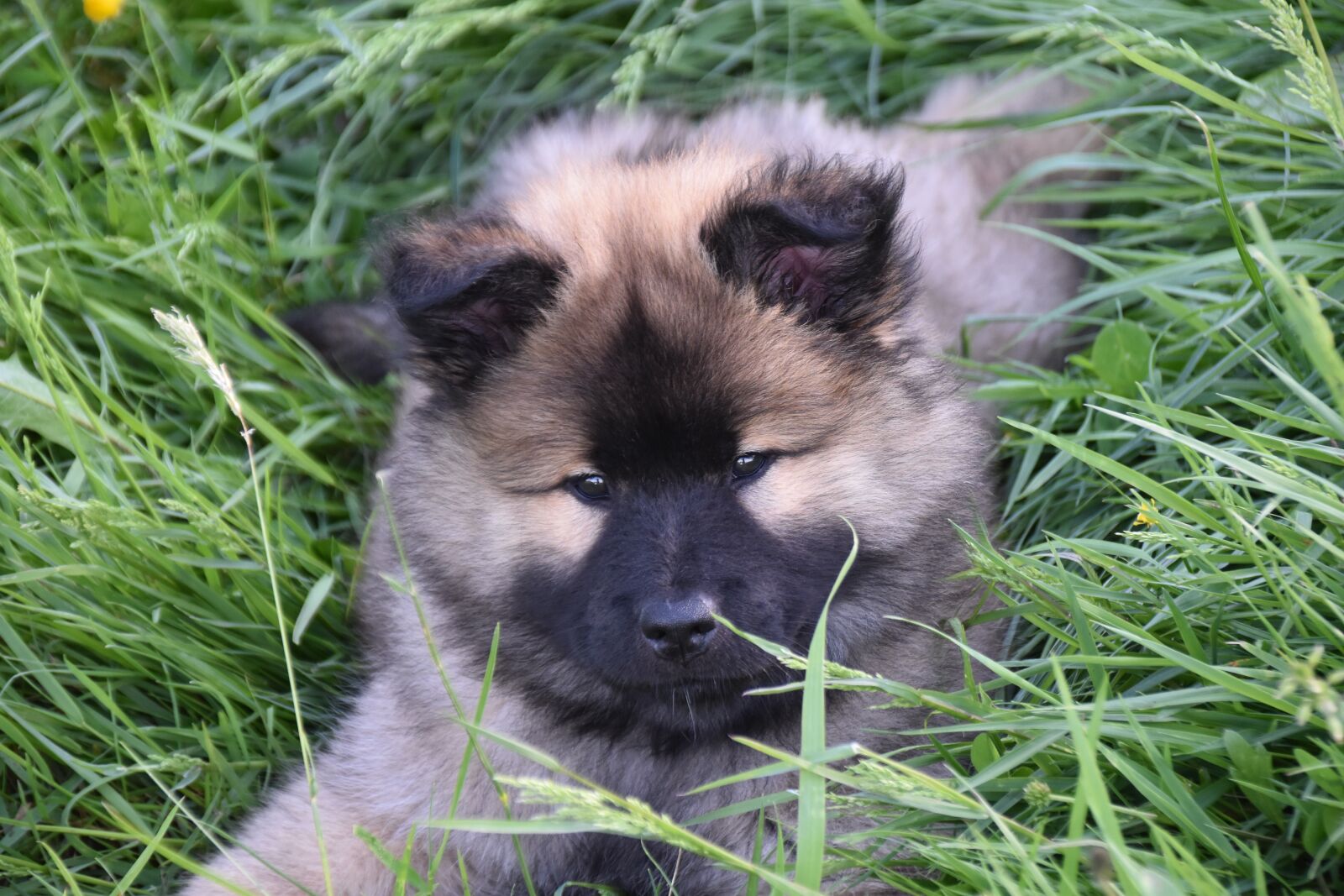 Nikon D5600 sample photo. Dog, puppy, pup photography