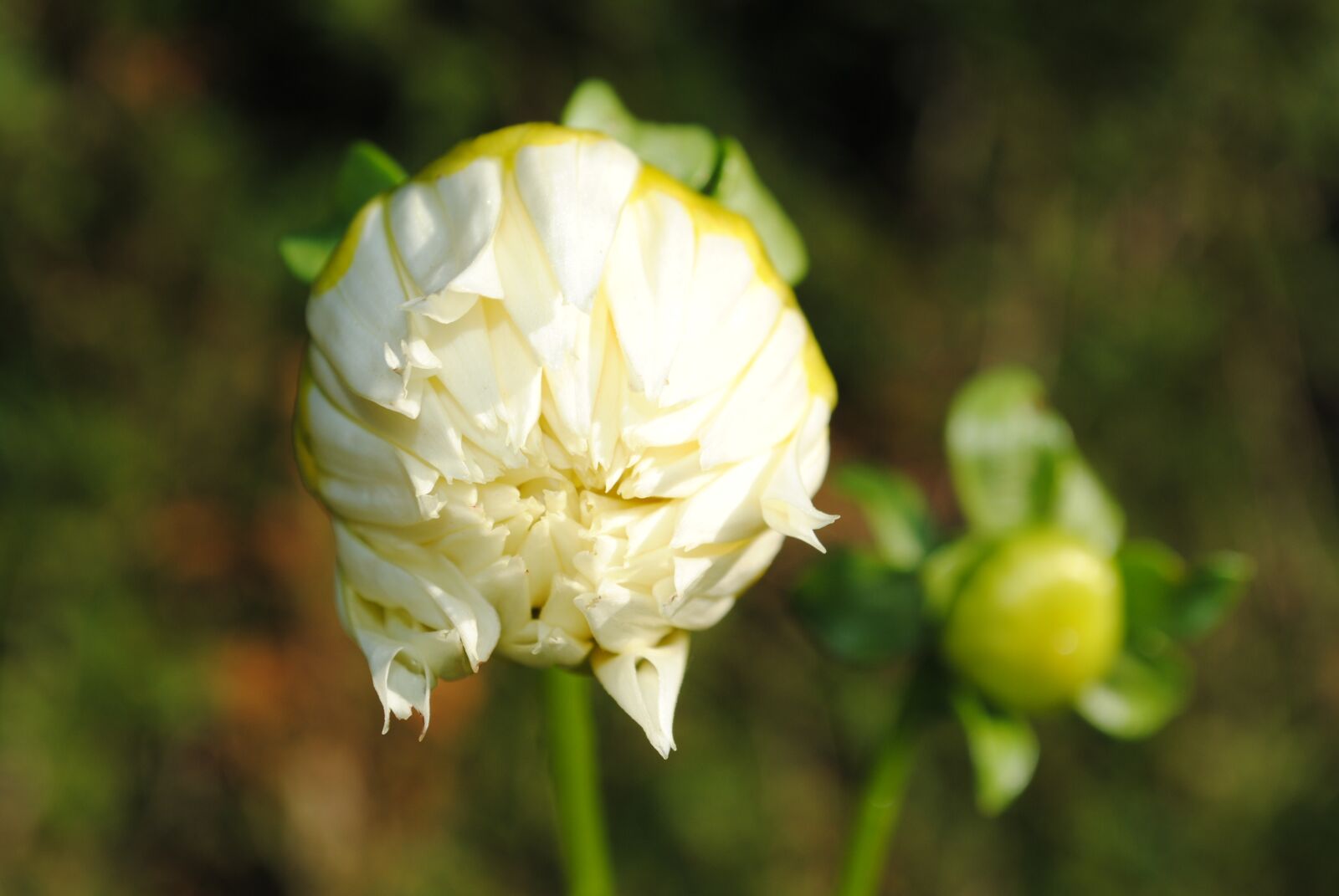 Nikon D3000 sample photo. Dahlia, white, closed photography