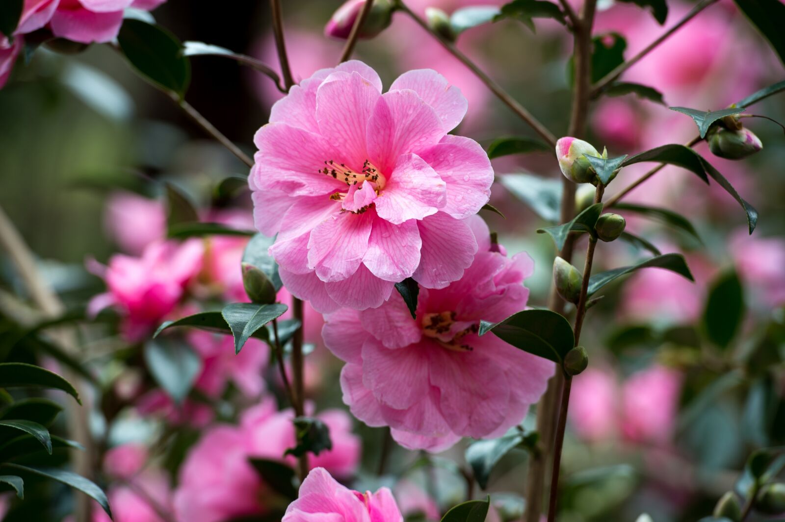 Nikon Df sample photo. Pink, camellia, flower photography