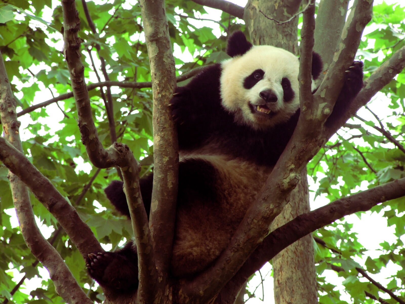 Fujifilm FinePix S6500fd sample photo. Bear, panda, smile, tree photography