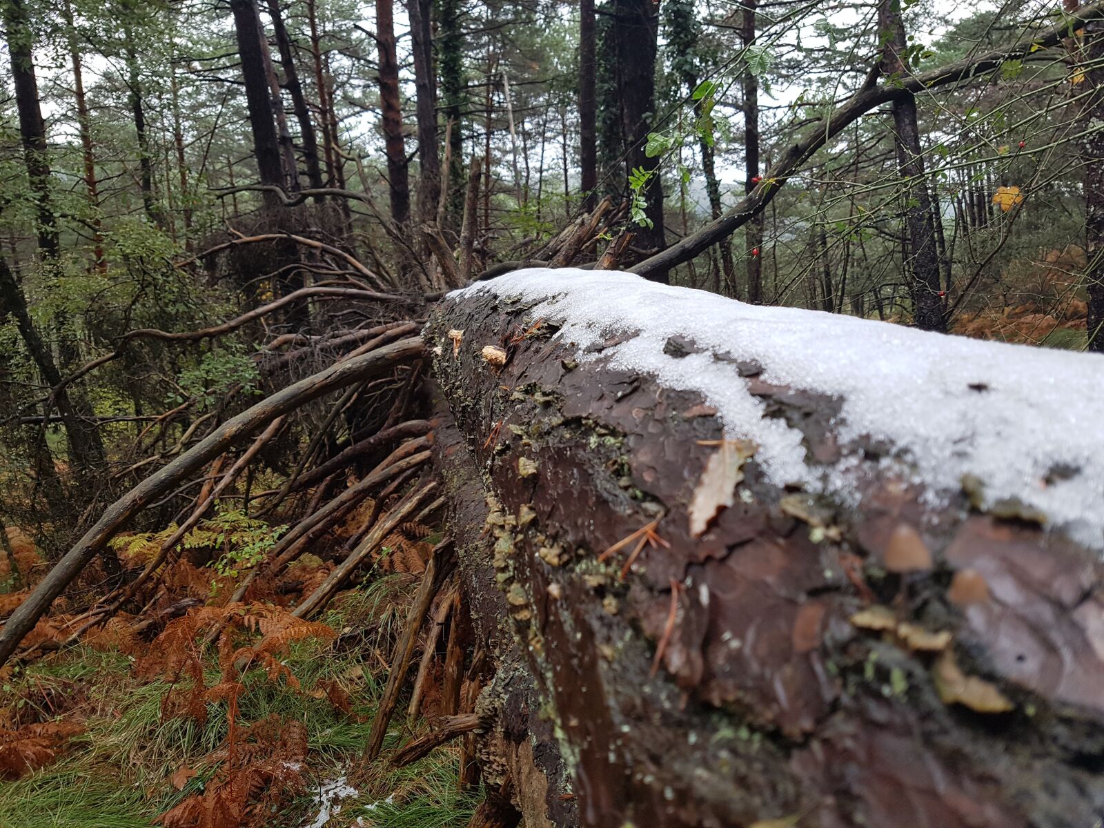 Samsung SM-G930F sample photo. Tree, broken, frozen photography