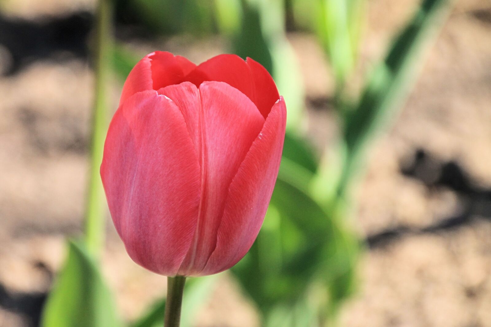 Canon EOS 1100D (EOS Rebel T3 / EOS Kiss X50) sample photo. Tulip, red, spring photography