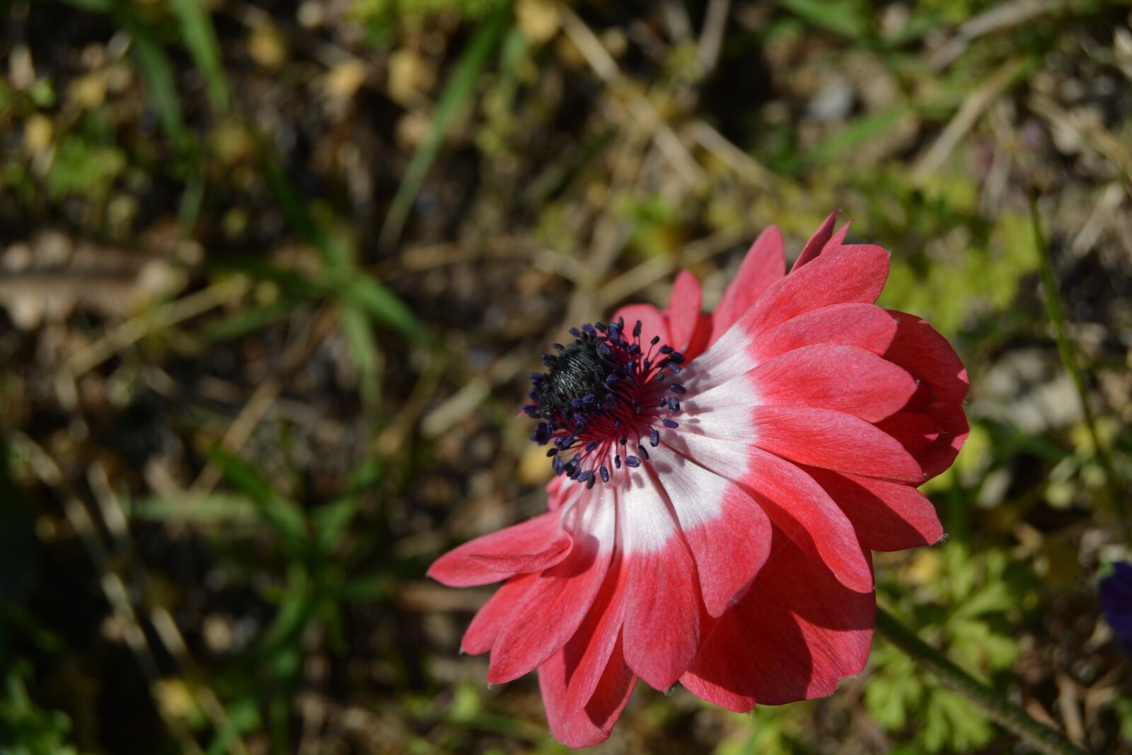 Nikon D5200 sample photo. Anemone, flowers, red photography