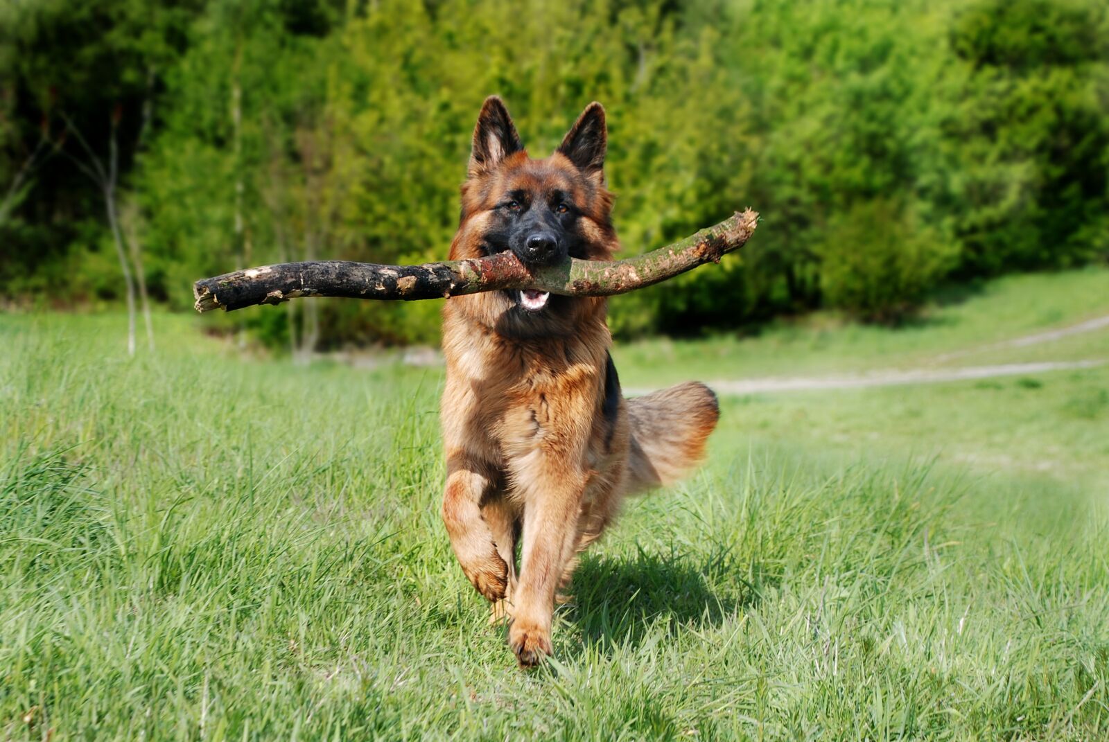 Nikon D80 sample photo. Sch fer dog, dog photography