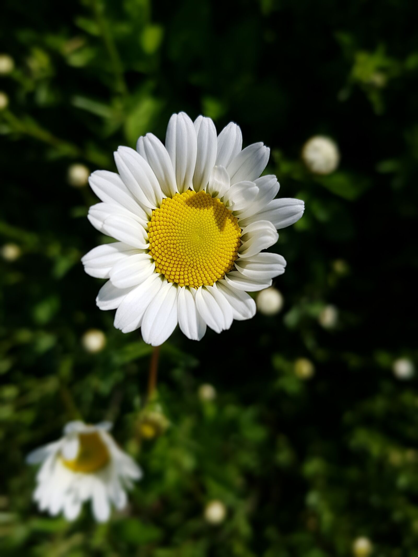 Samsung Galaxy S7 Edge sample photo. Marguerite, flower, open photography