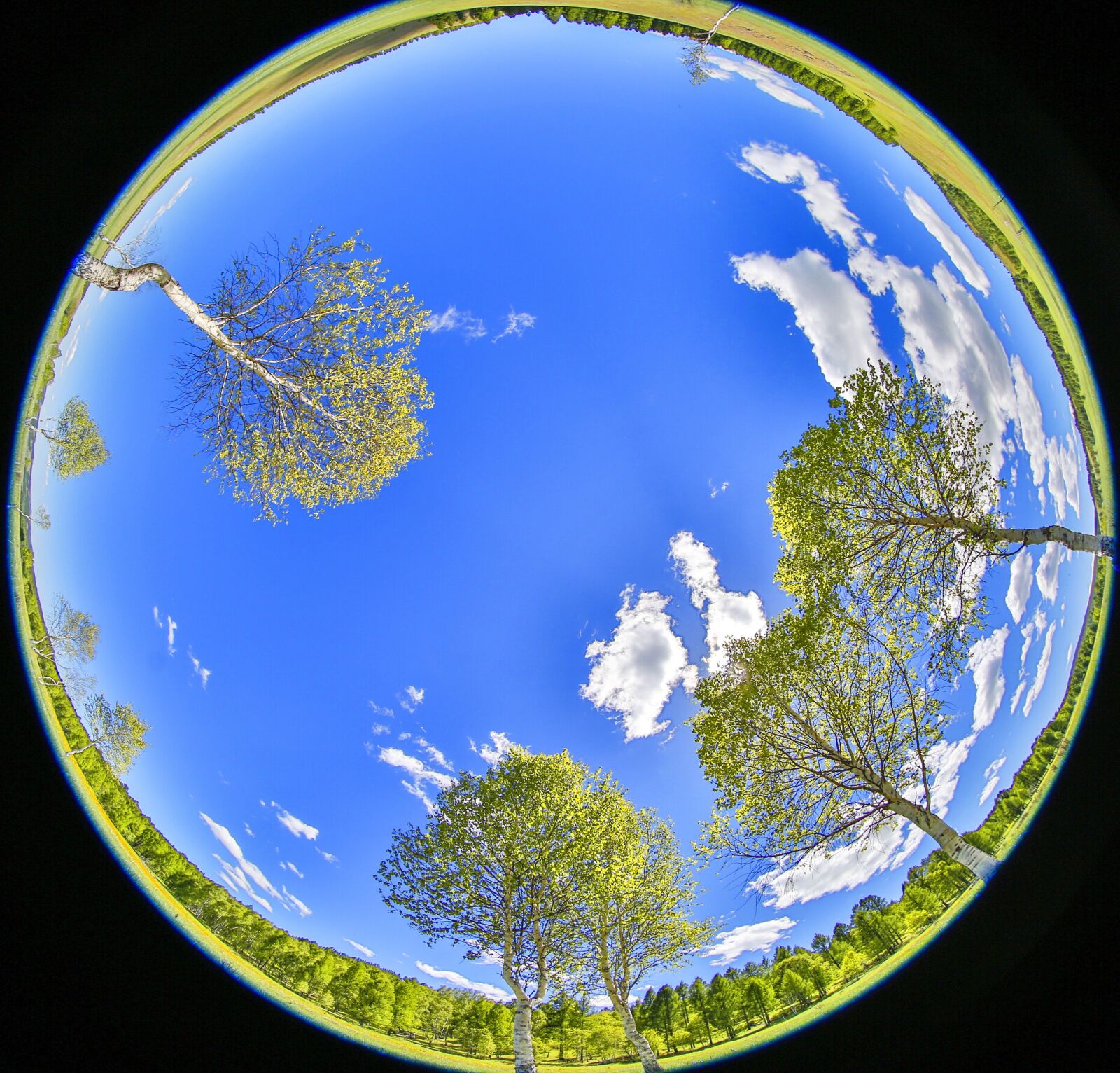 Canon EF 8-15mm F4L Fisheye USM sample photo. Blue sky, young leaves photography