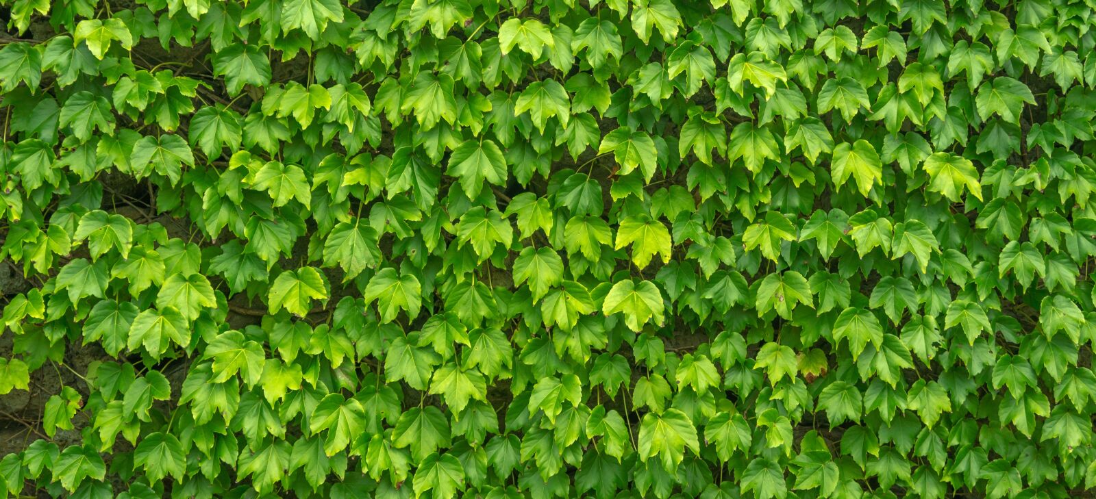 Sony Alpha NEX-5N sample photo. Ivy, leaf, plants photography