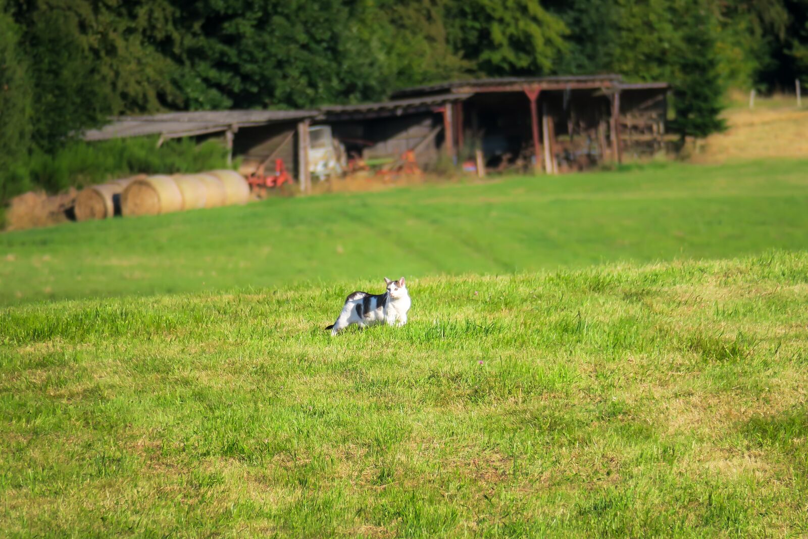 Canon PowerShot G3 X sample photo. Cat, meadow, scale photography