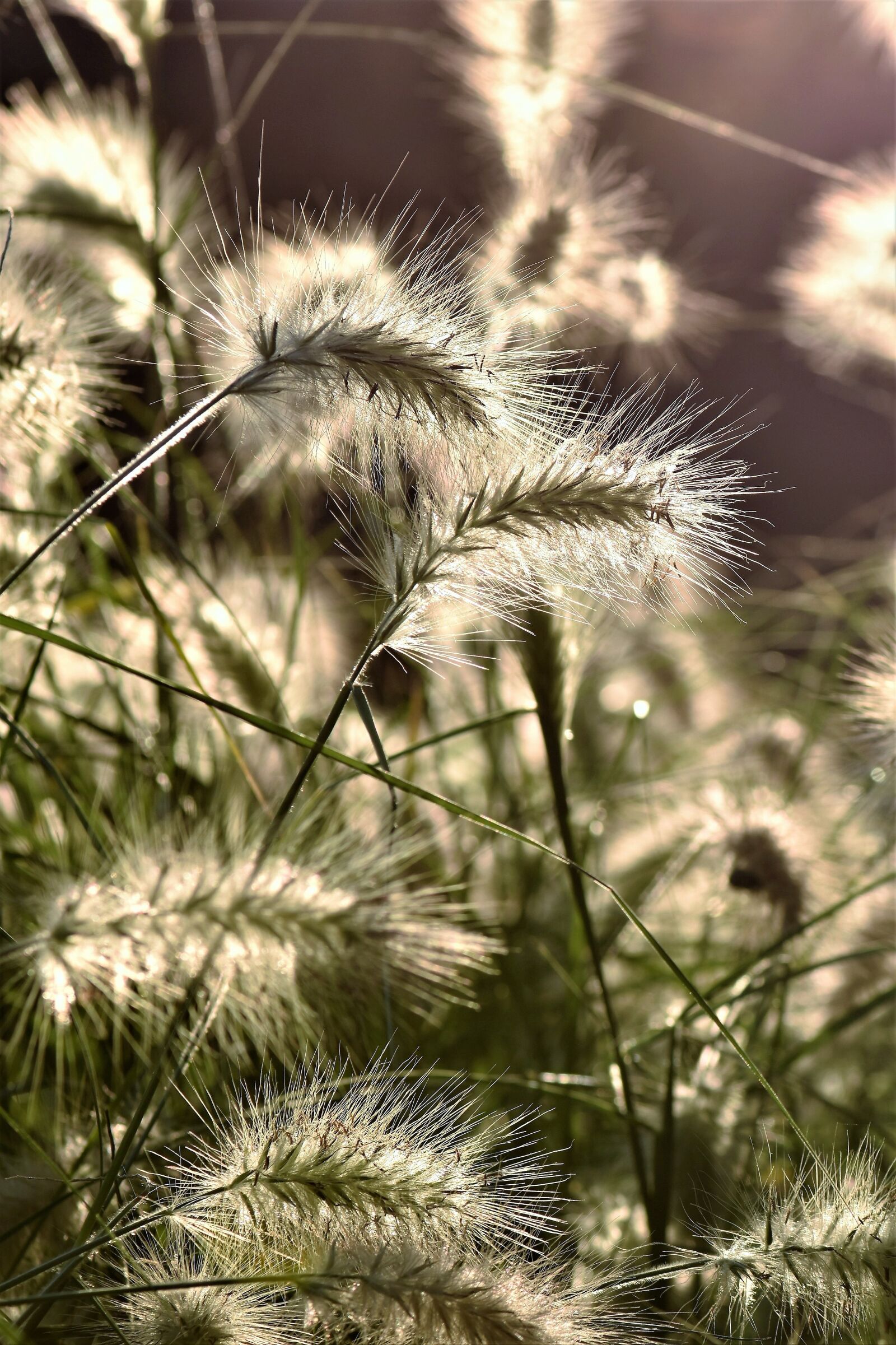 Nikon D5500 sample photo. Bamboo grassedit this page photography
