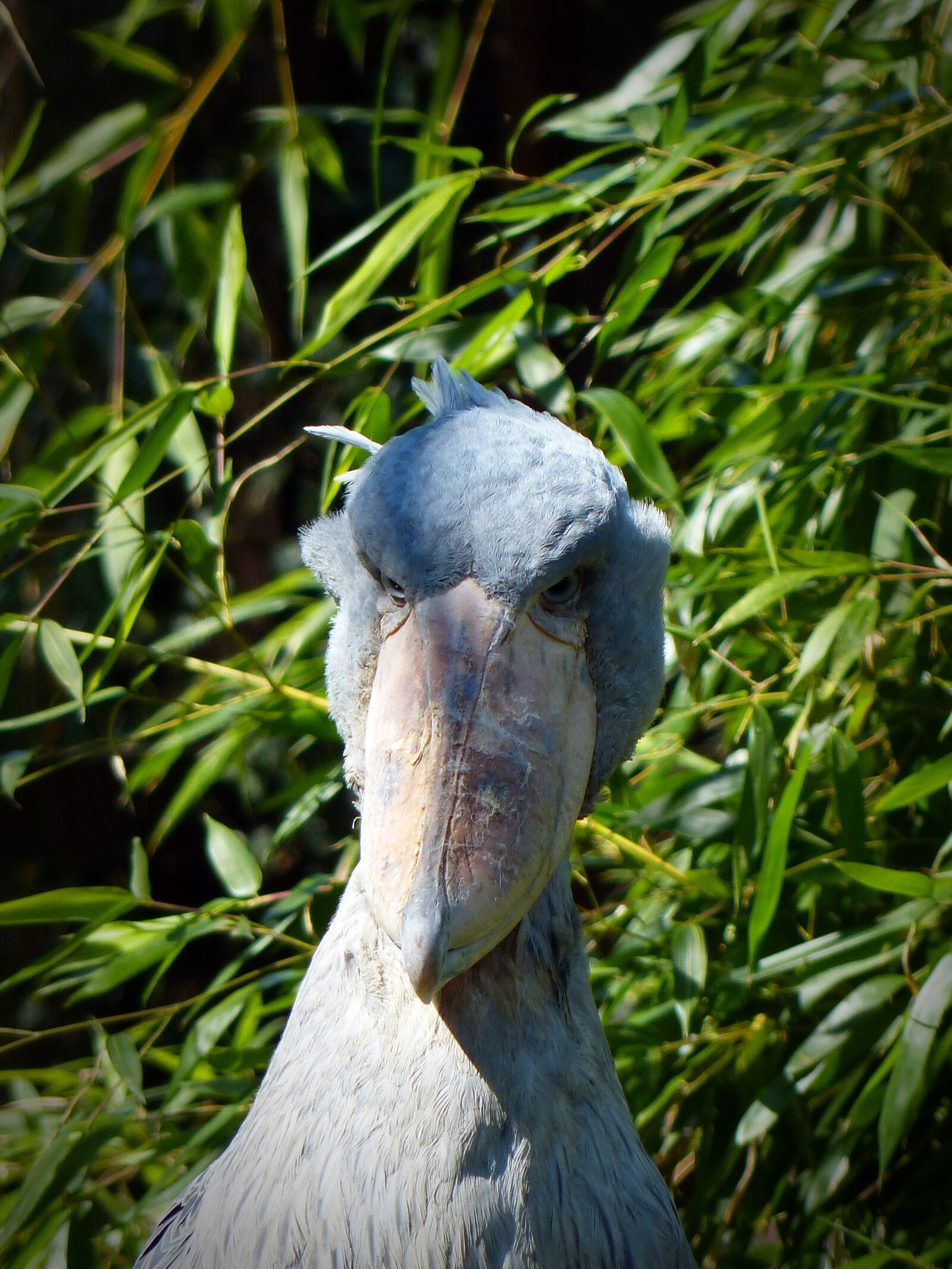 Panasonic Lumix DMC-FZ200 sample photo. Shoebill, bird, big bird photography