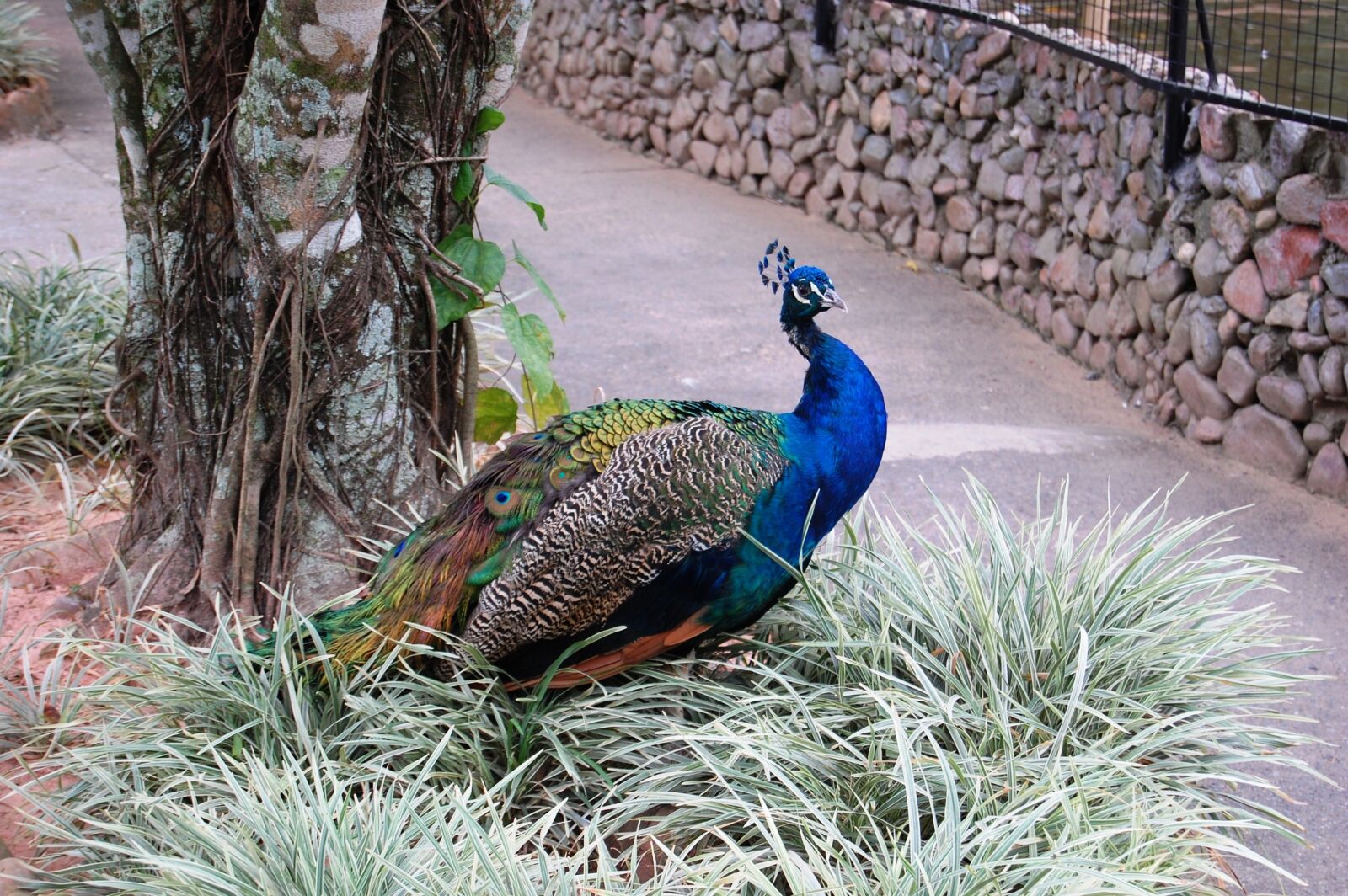Nikon D40 sample photo. Zoo, nature, animal world photography