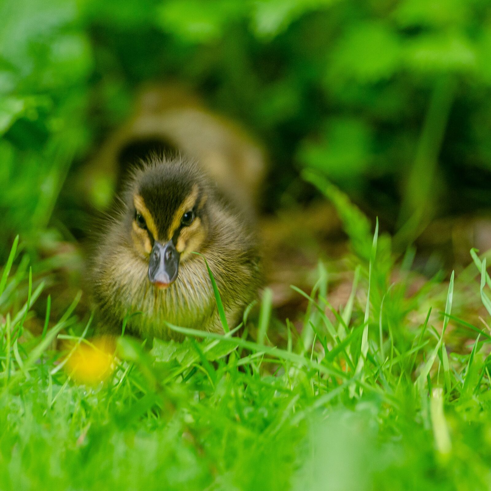 Nikon D7000 sample photo. Duckling, duck, baby photography
