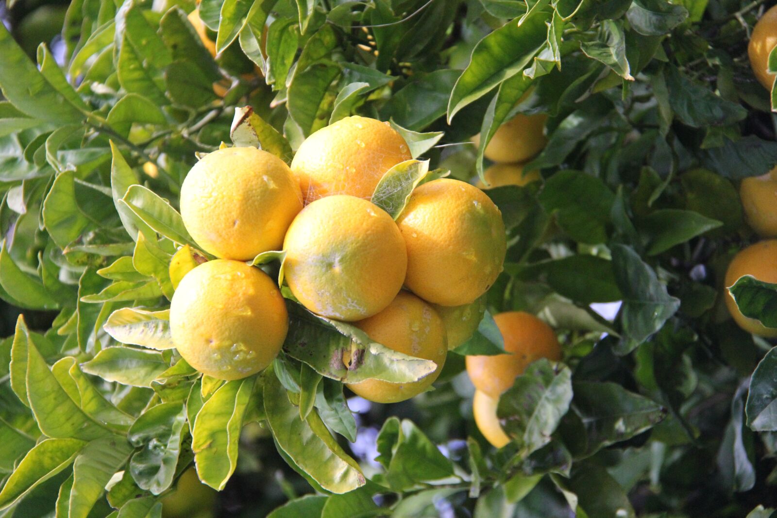 Canon EF-S 18-200mm F3.5-5.6 IS sample photo. Orange tree, blenheim, new photography