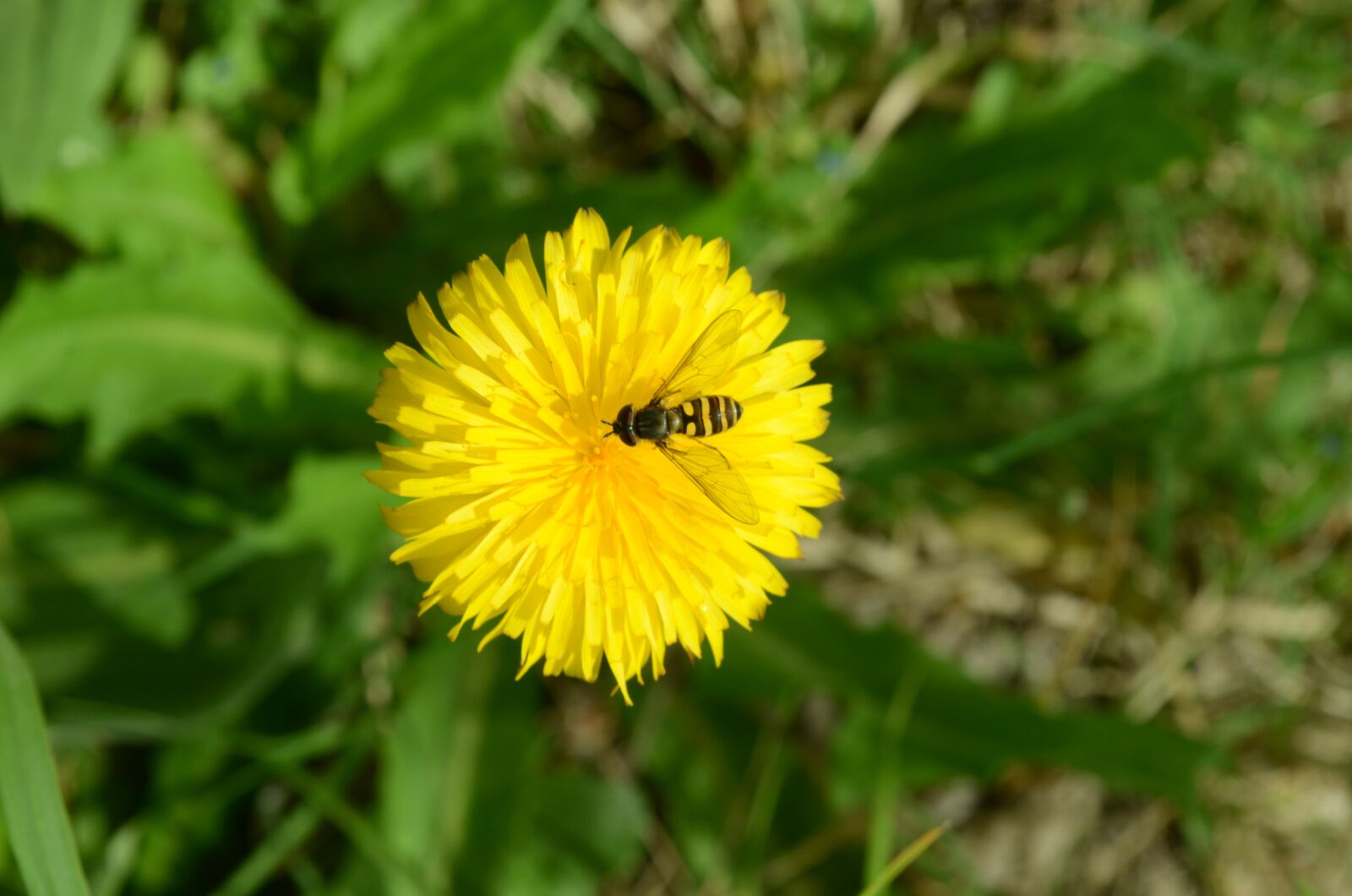 Nikon D5100 sample photo. Nature, plant, summer photography