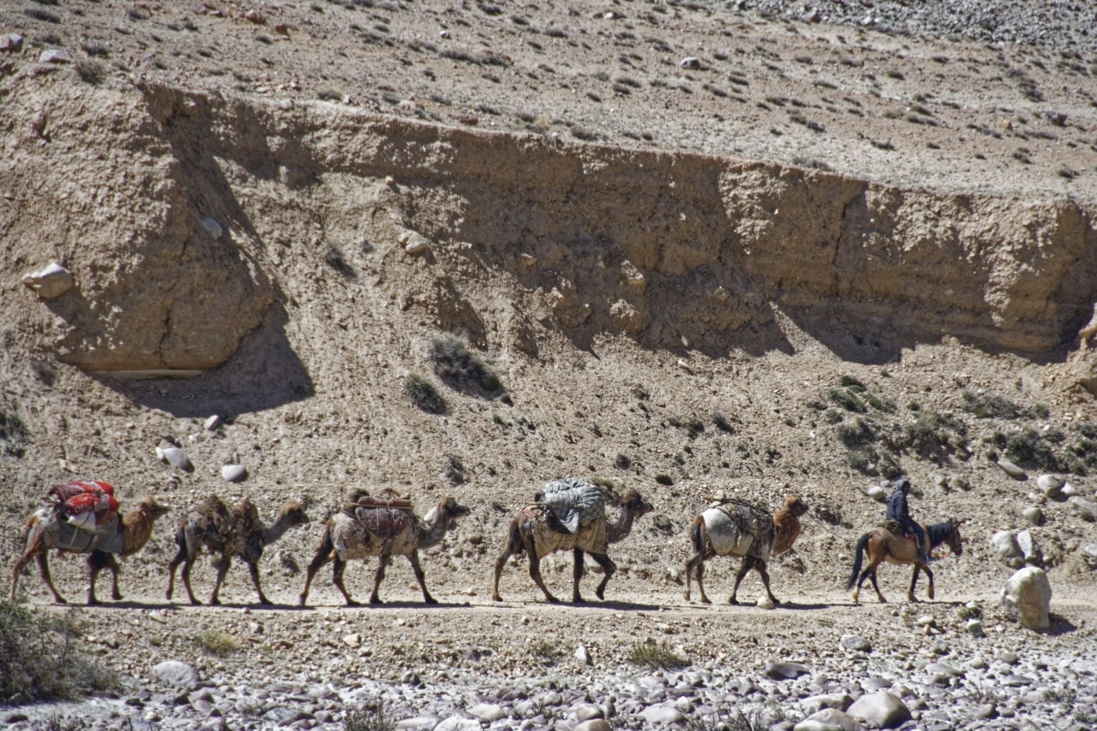 Nikon D500 sample photo. Caravan, dromedaries, animals photography