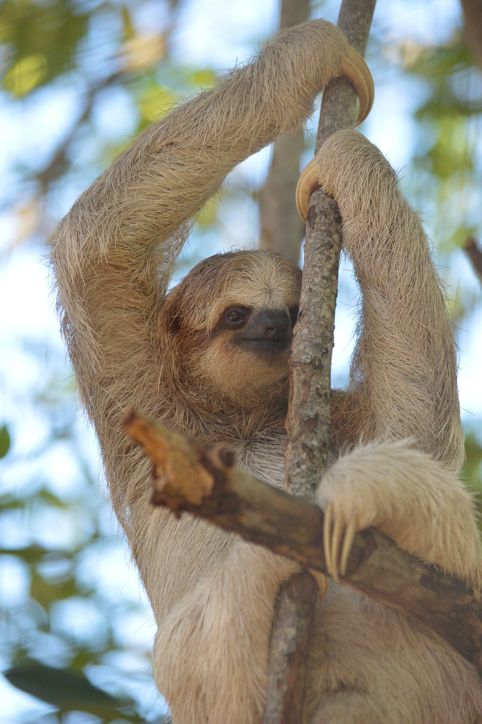 Nikon D3200 sample photo. Sloth, animal, mammal photography