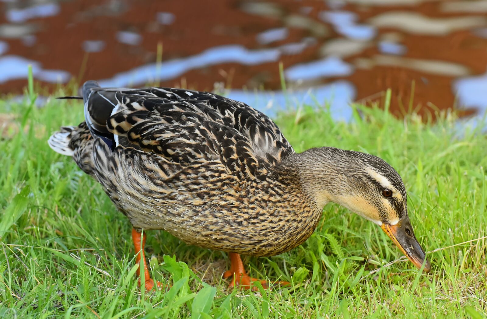 Nikon D7200 sample photo. Mallard, duck, bird photography