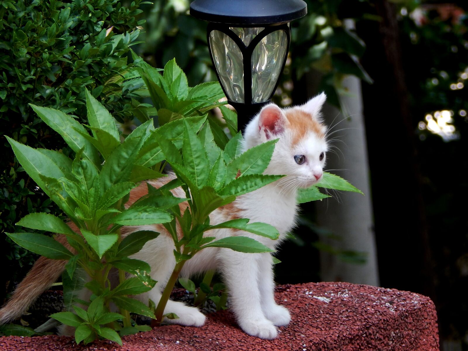 Nikon Coolpix L820 sample photo. Cat, animal, mammal photography