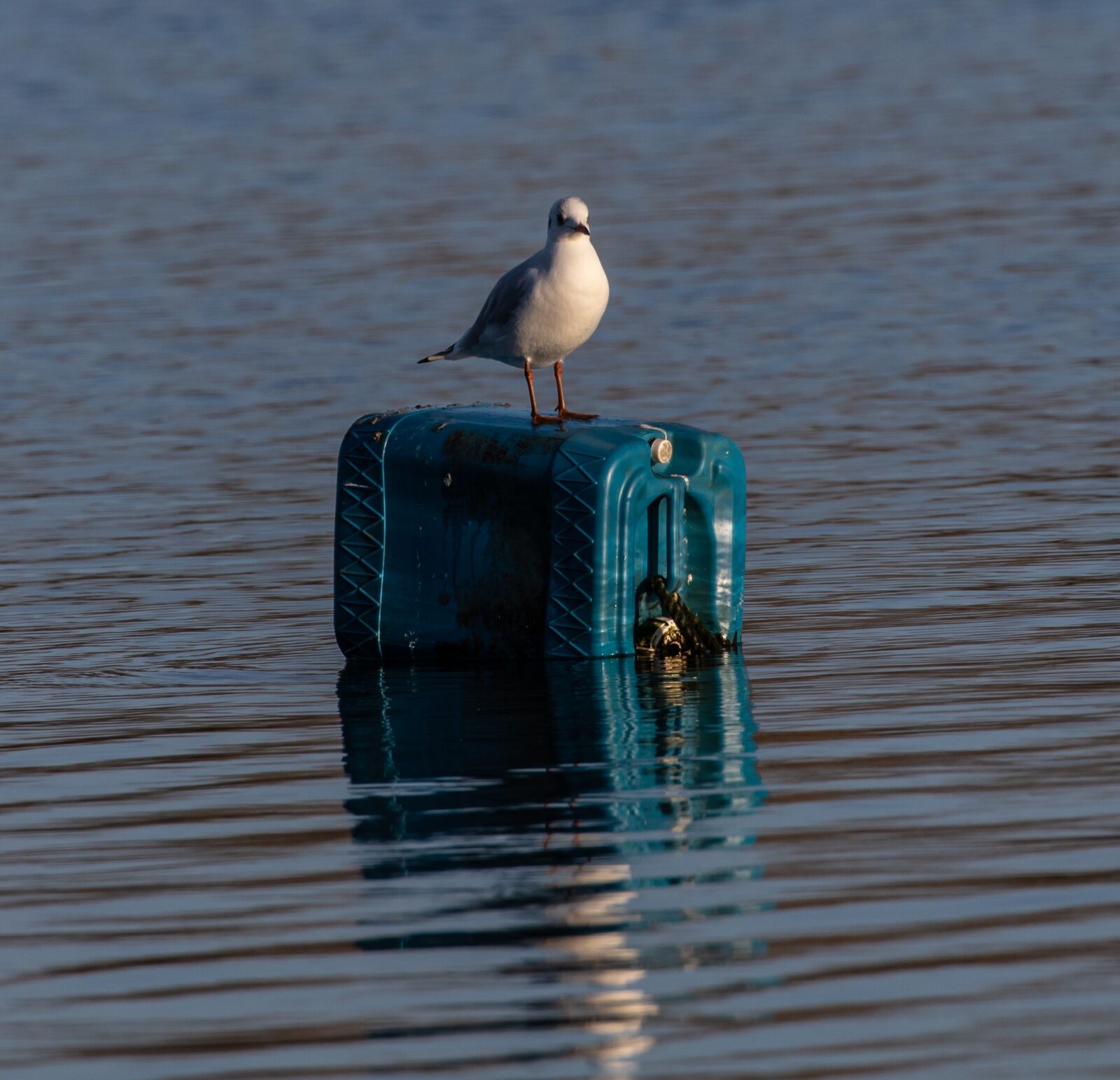 Canon EOS 7D Mark II sample photo. Seagull, sea bird, fishing photography