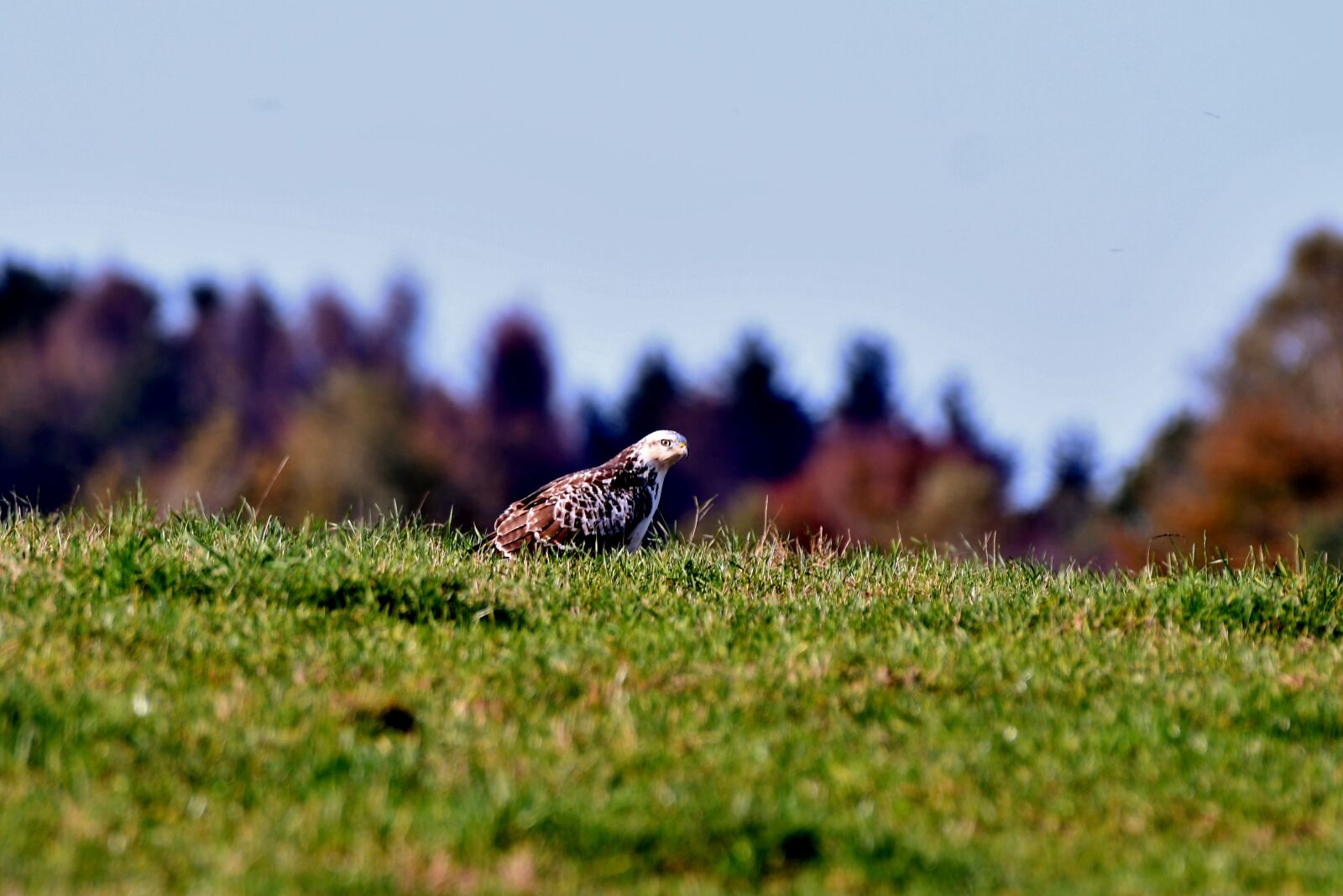 Nikon D500 sample photo. Common buzzard, bird of photography