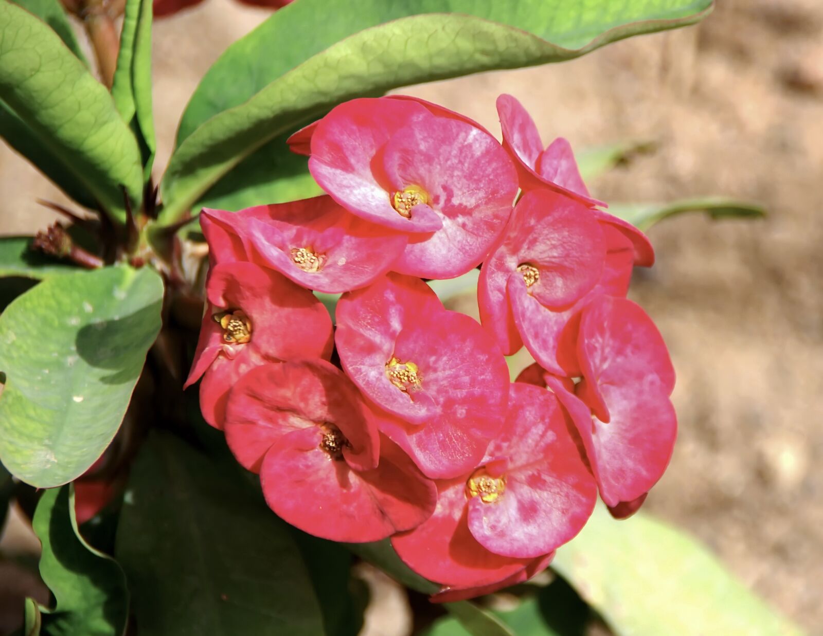 Pentax K-5 sample photo. Thorn of christ, euphorbia photography