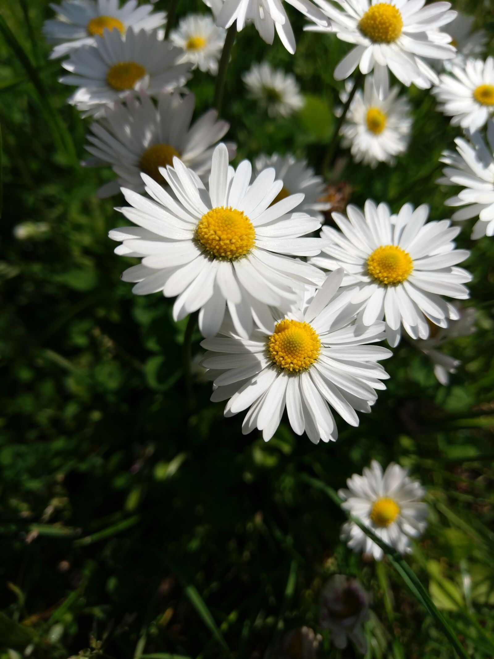 HTC U ULTRA sample photo. Flower, daisy, nature photography