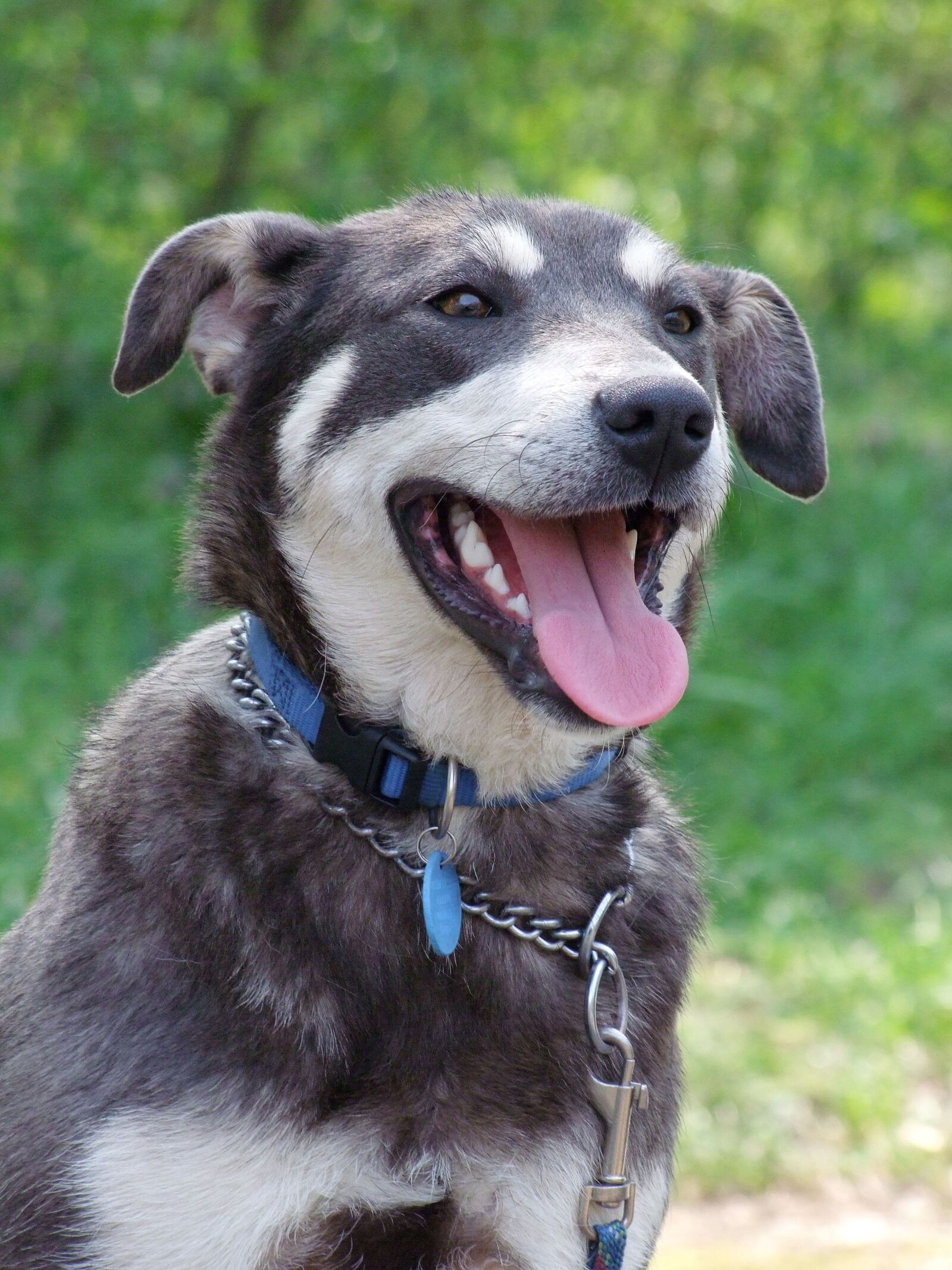 Fujifilm FinePix S100fs sample photo. Dog, animal, leash photography