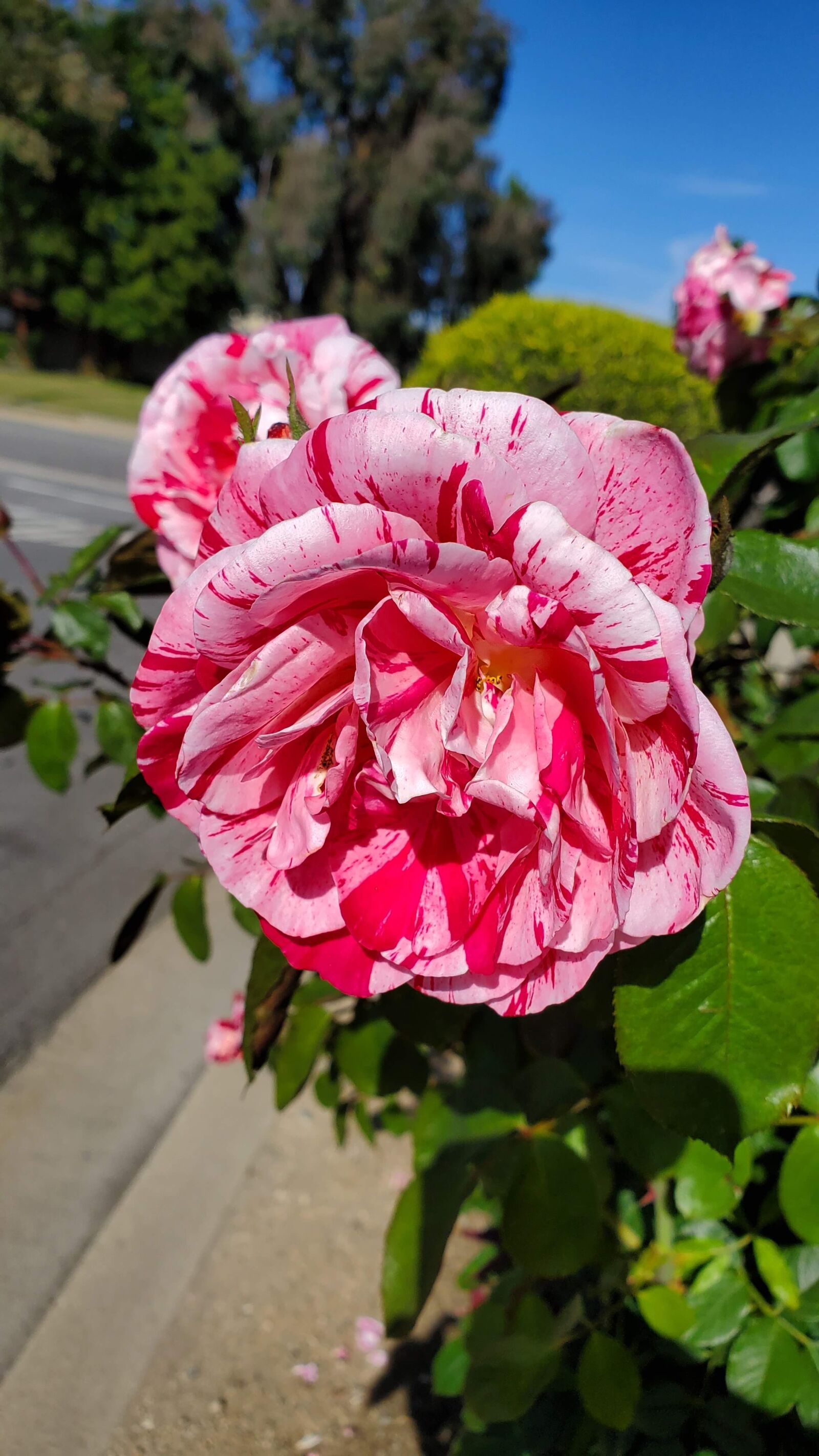 Samsung Galaxy S10+ sample photo. Flower, nature, plant photography