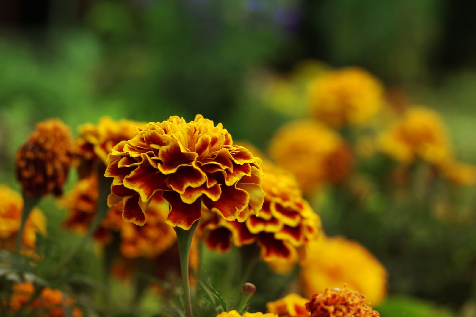 Canon EOS 550D (EOS Rebel T2i / EOS Kiss X4) sample photo. Marigolds, flower, summer photography
