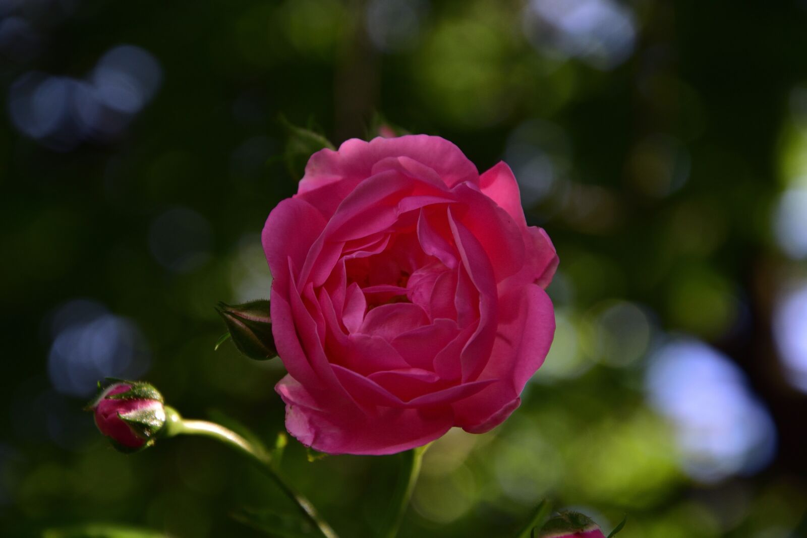 Nikon D3400 sample photo. Rose, flower, summer photography